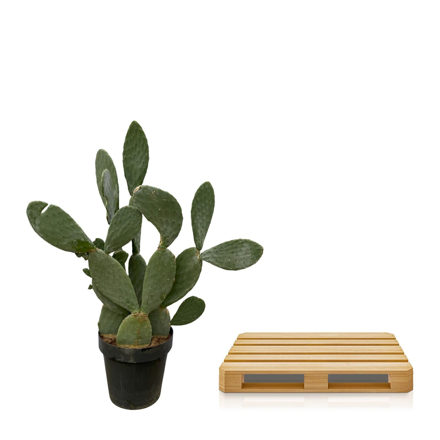 Opuntia (Cactus) Ø 38 H 120 cm 3