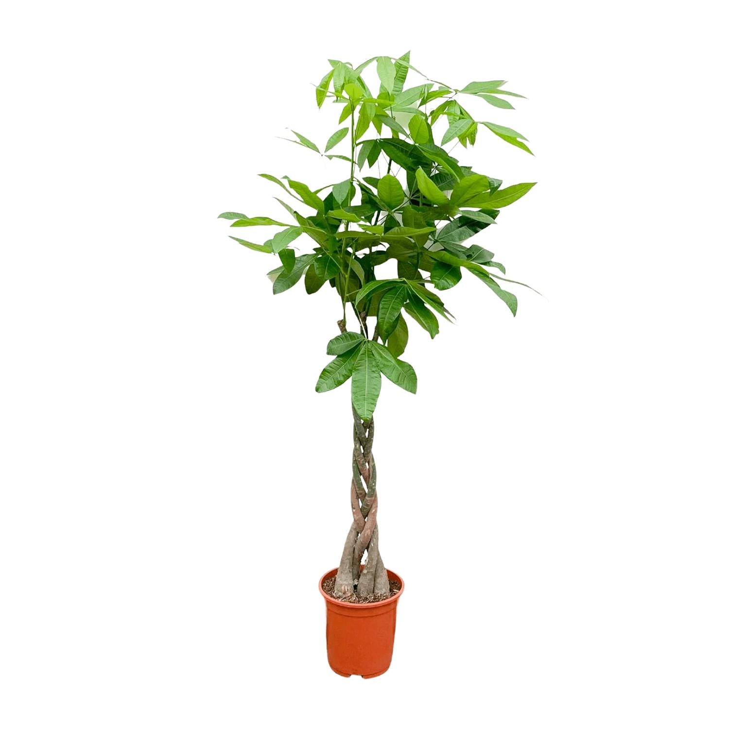 Pachira Aquatica Ø 24 H 150 cm