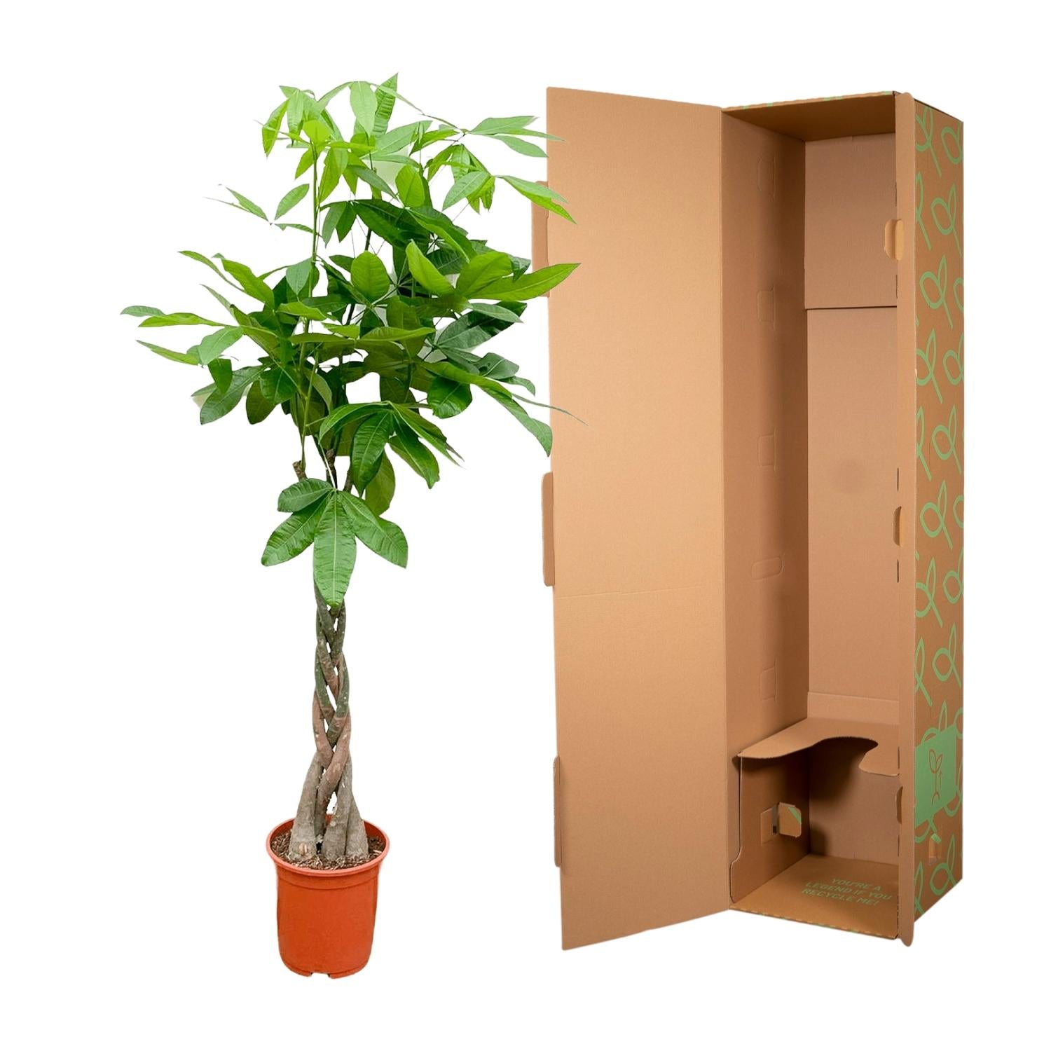Pachira Aquatica Ø 24 H 150 cm 4