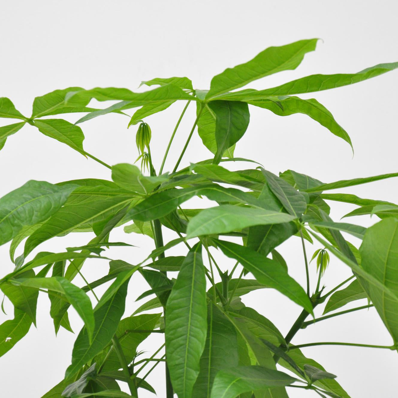 Pachira Aquatica Ø 24 H 160 cm 2