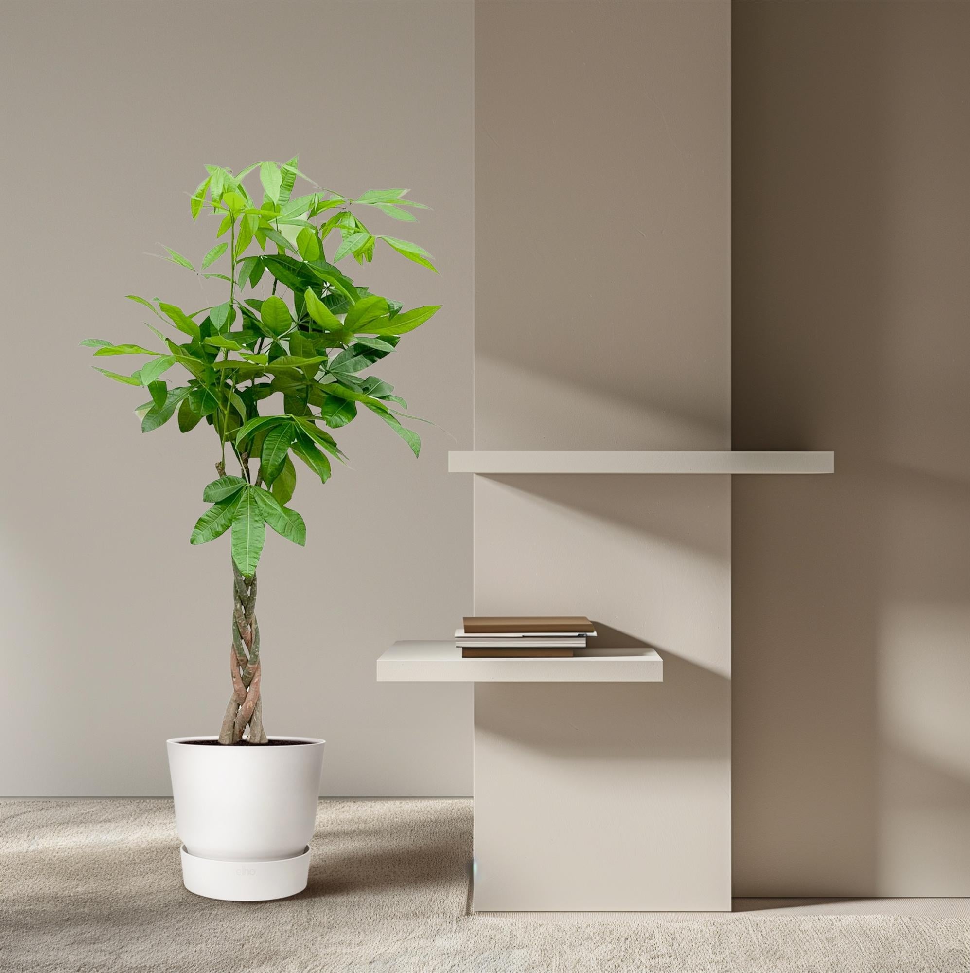 Pachira Aquatica Ø 24 H 160 cm 5