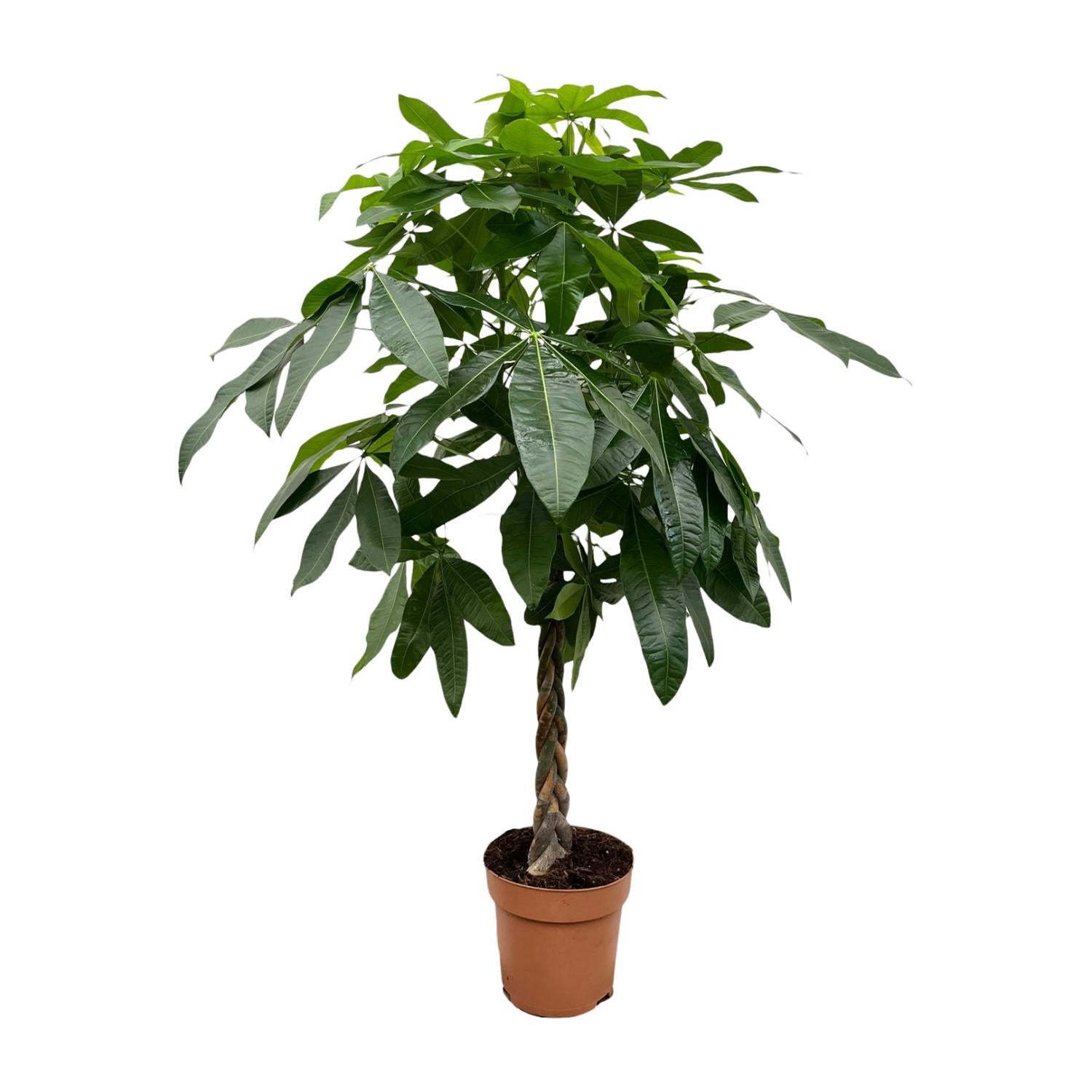 Pachira Aquatica Ø 27 H 170 cm