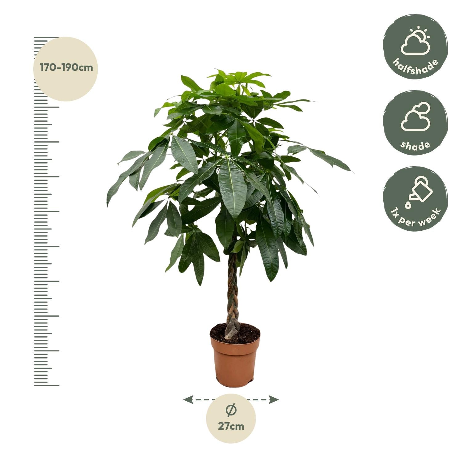 Pachira Aquatica Ø 27 H 170 cm 2