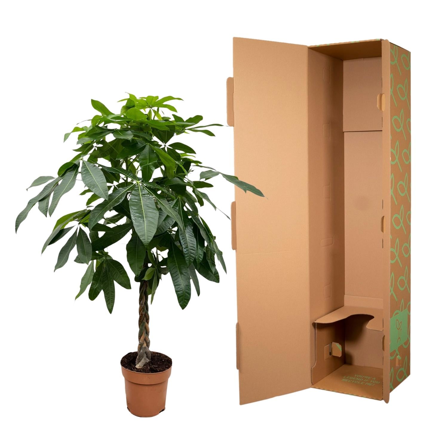 Pachira Aquatica Ø 27 H 170 cm 3