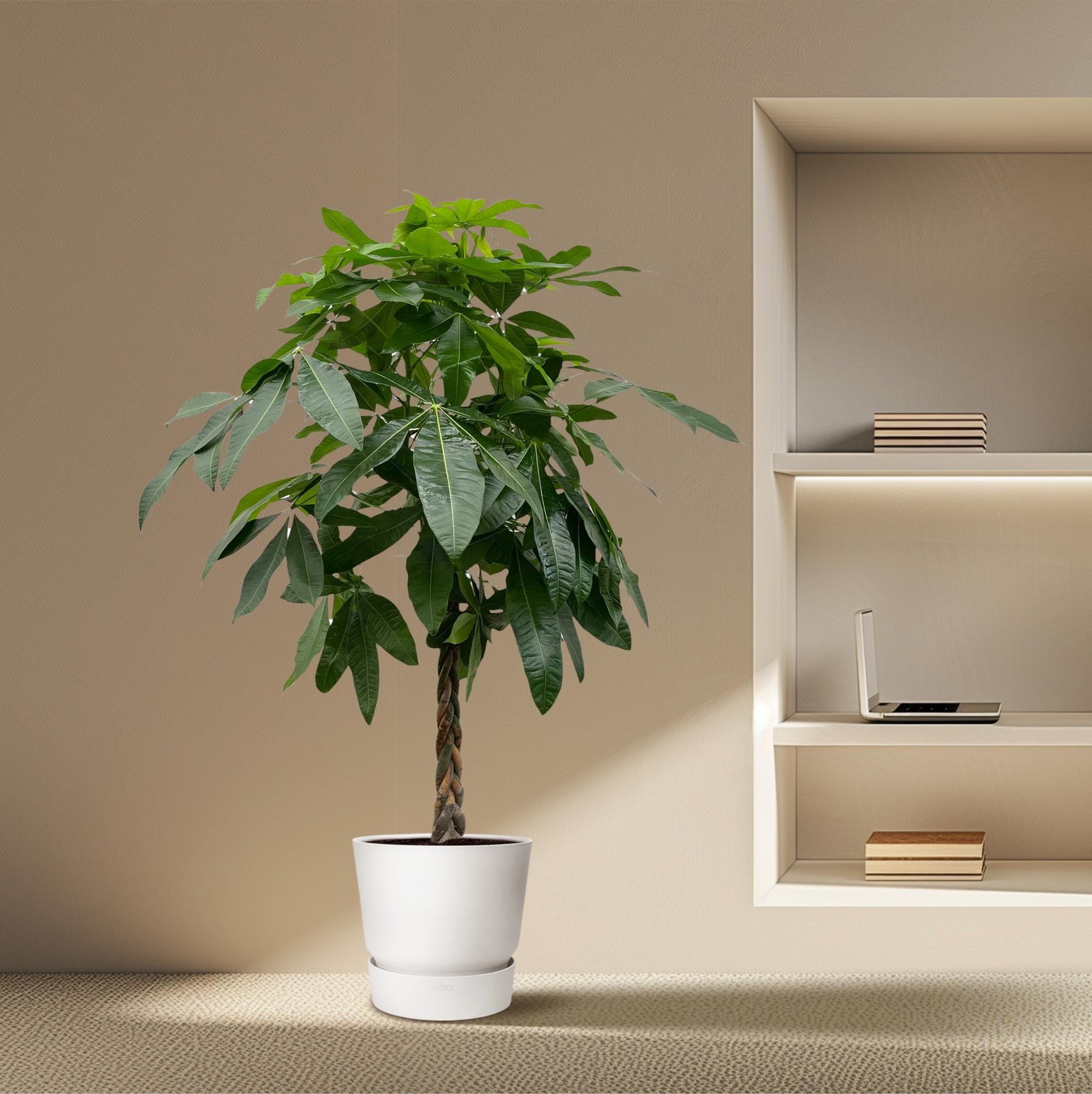 Pachira Aquatica Ø 27 H 170 cm 4