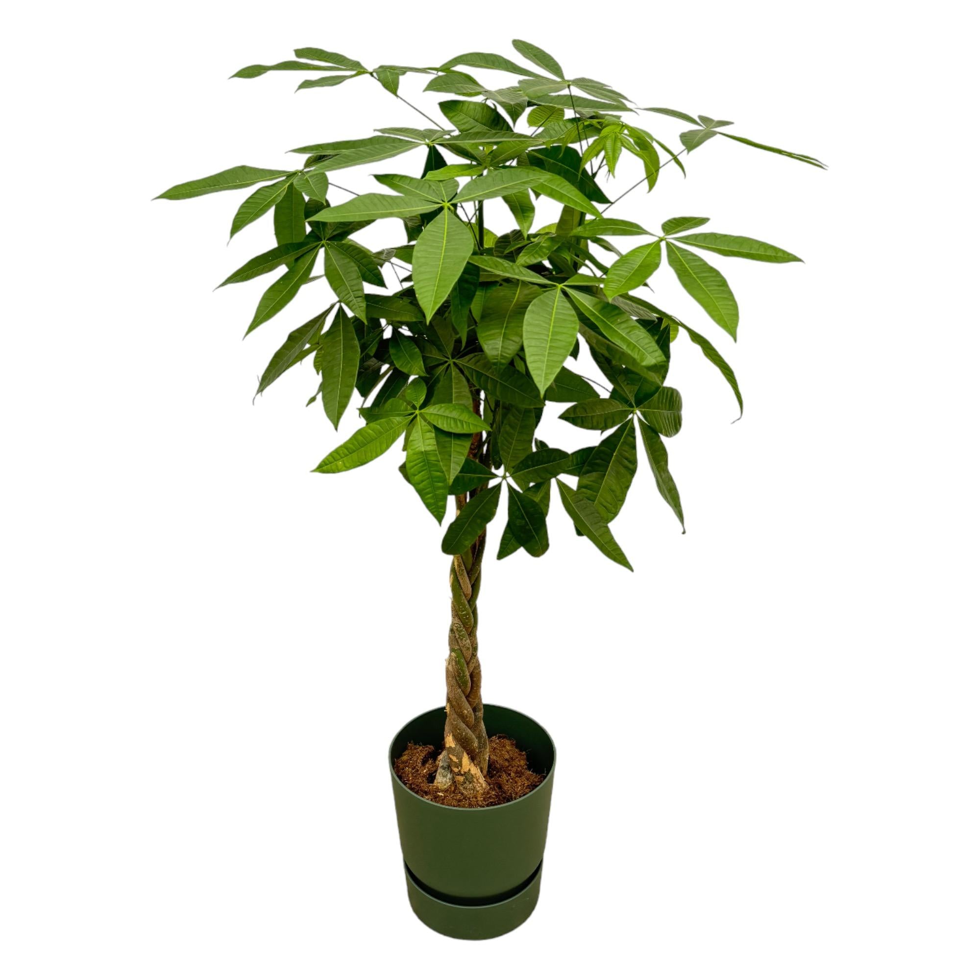 Pachira Aquatica Inclusief Elho Greenville Round Groen Ø 30 H 160 cm