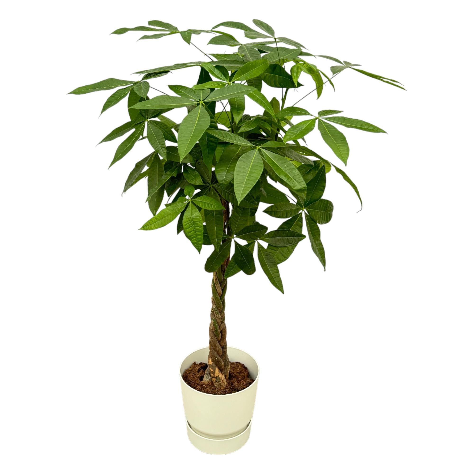 Pachira Aquatica Inclusief Elho Greenville Round Wit Ø 30 H 160 cm