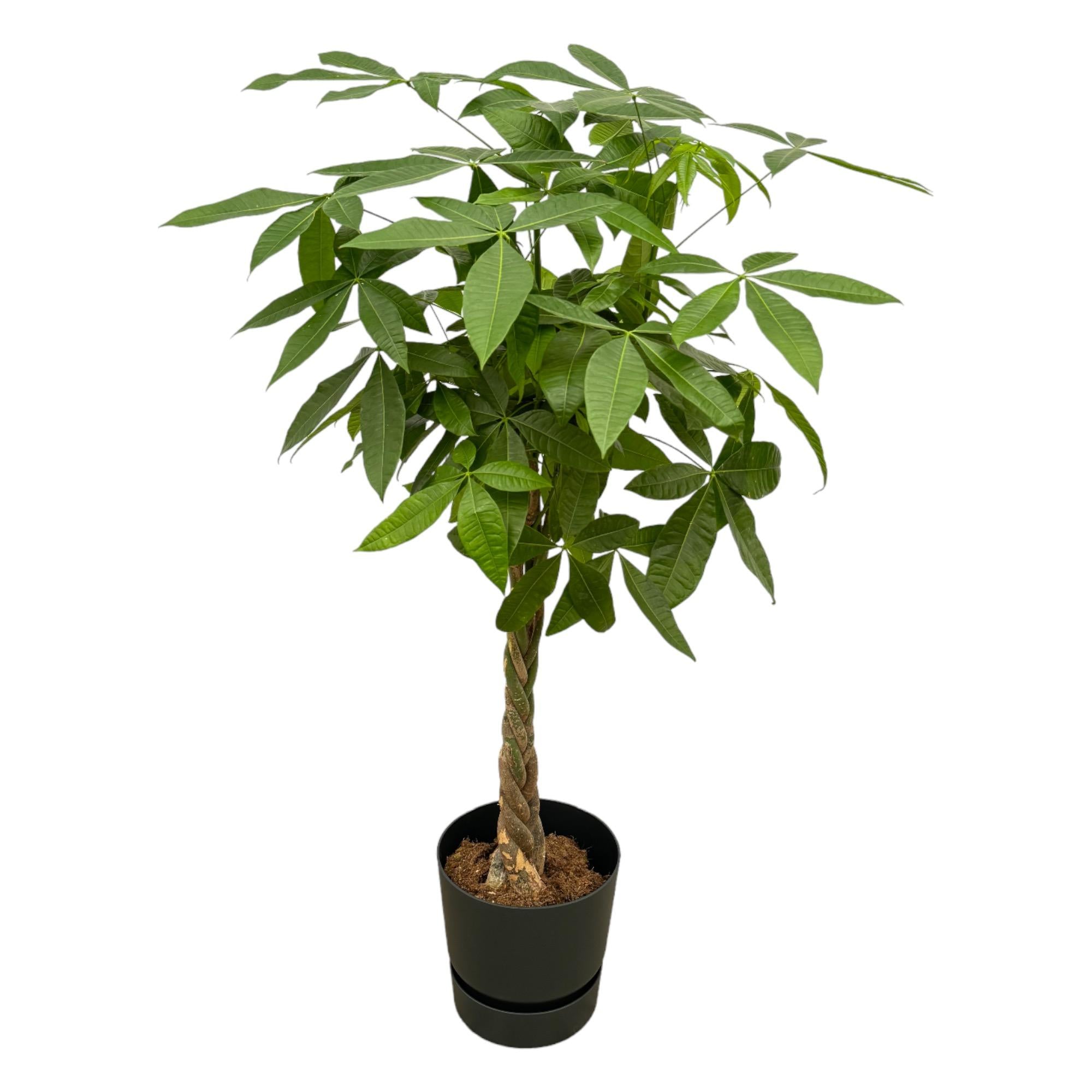 Pachira Aquatica Inclusief Elho Greenville Round Zwart Ø 30 H 140 cm