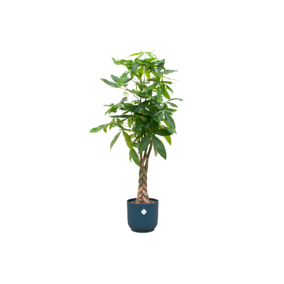 Pachira Aquatica Inclusief Elho Vibes Fold Round Blauw Ø 30 H 160 cm