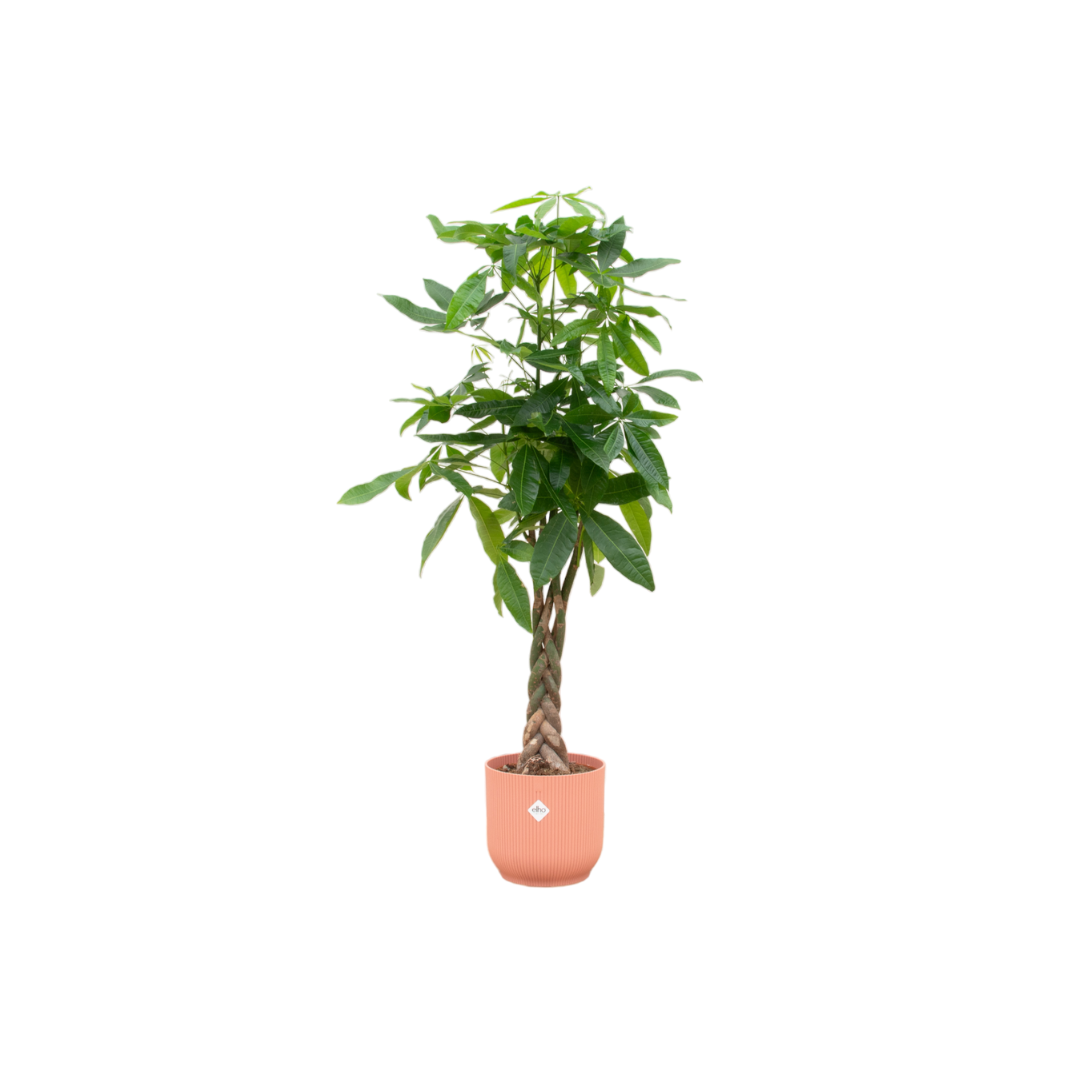 Pachira Aquatica Inclusief Elho Vibes Fold Round Roze Ø 30 H 160 cm