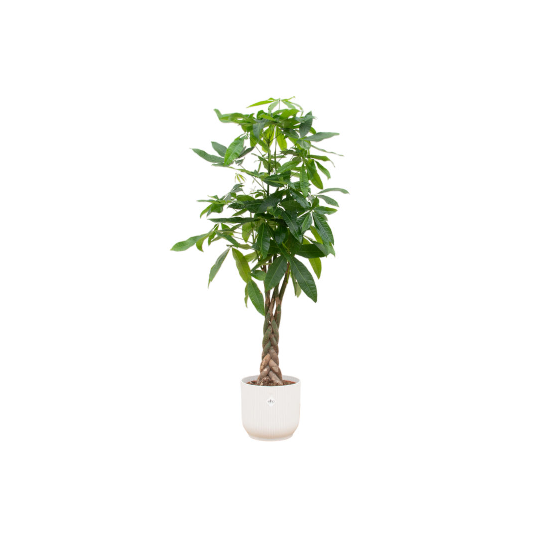 Pachira Aquatica Inclusief Elho Vibes Fold Round Wit Ø 30 H 160 cm