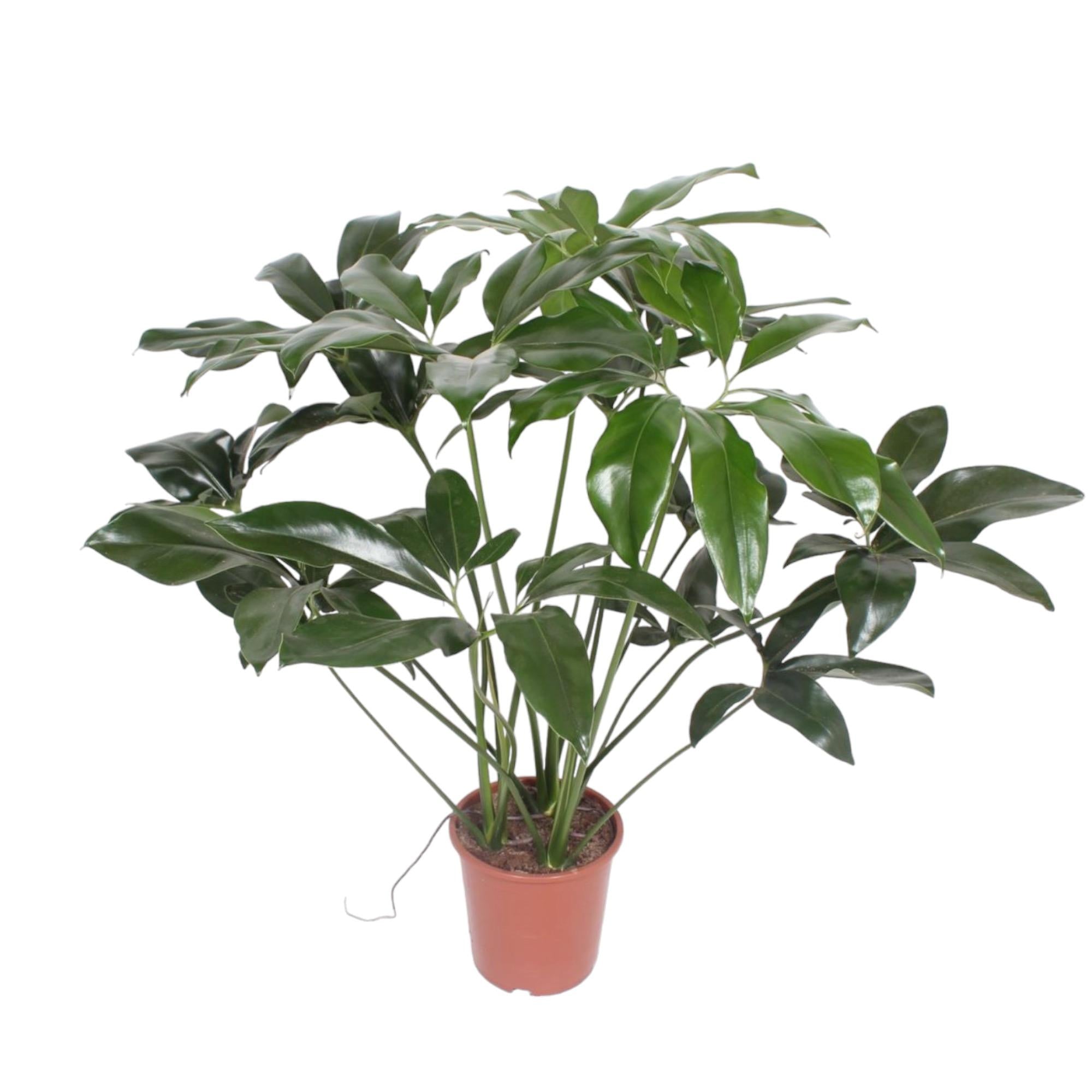 Philodendron Green Wonder Ø 24 H 120 cm