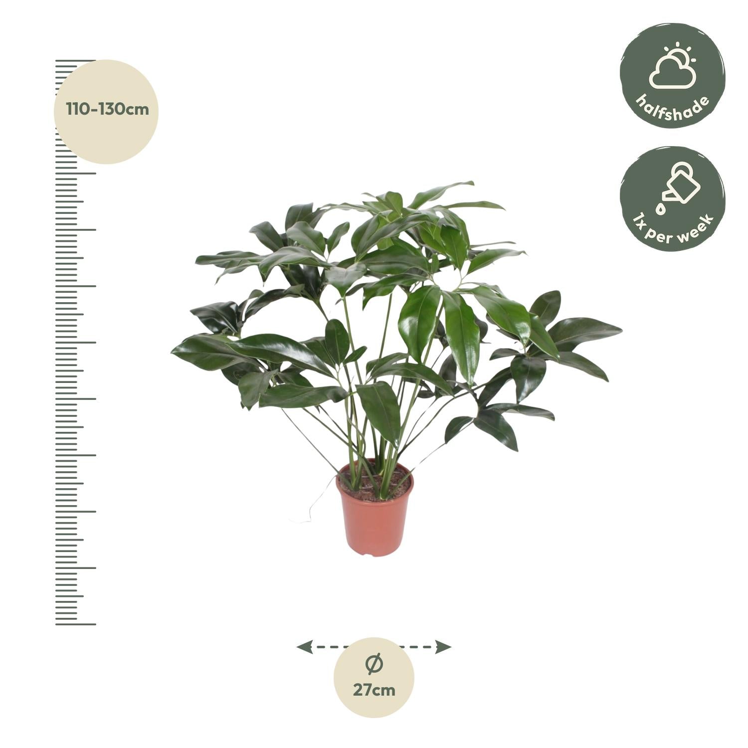 Philodendron Green Wonder Ø 24 H 120 cm 2