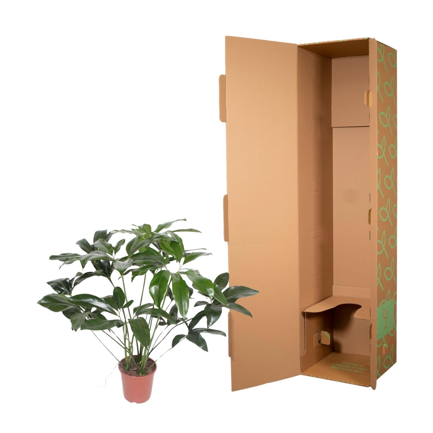 Philodendron Green Wonder Ø 24 H 120 cm 3