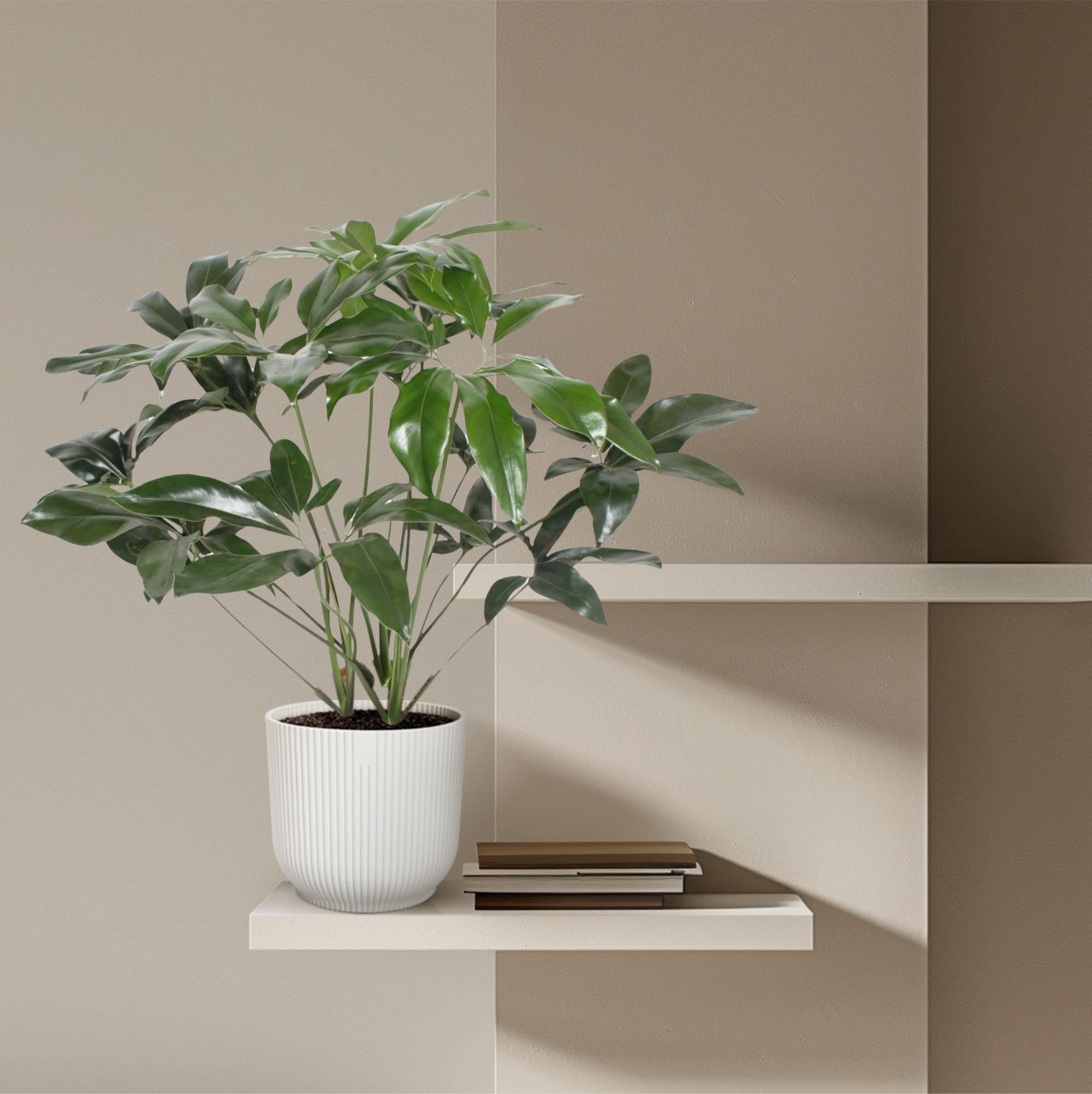 Philodendron Green Wonder Ø 24 H 120 cm 4