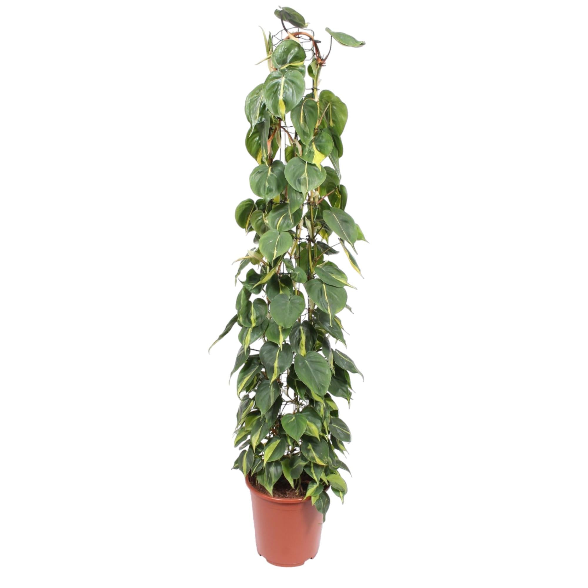 Philodendron Scandens Brasil Inclusief Gaasrek Ø 27 H 160 cm