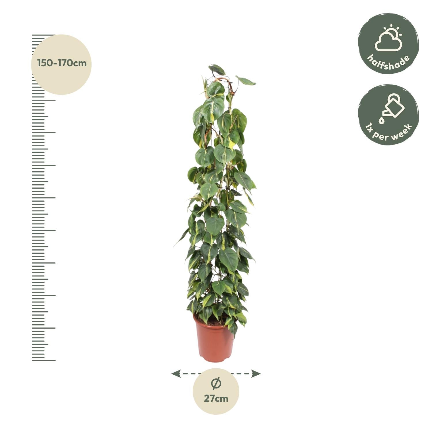 Philodendron Scandens Brasil Inclusief Gaasrek Ø 27 H 160 cm 2