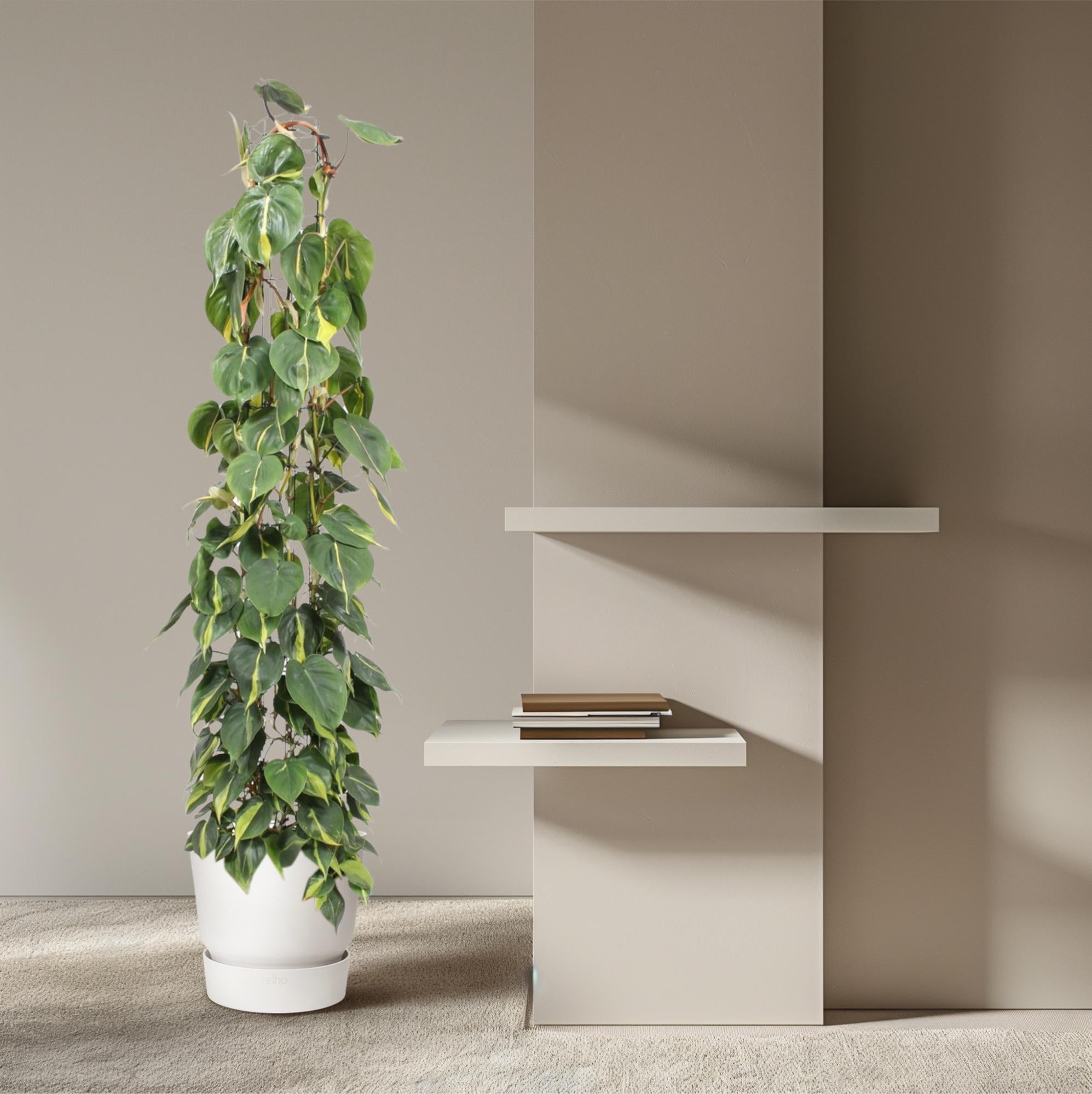 Philodendron Scandens Brasil Inclusief Gaasrek Ø 27 H 160 cm 4