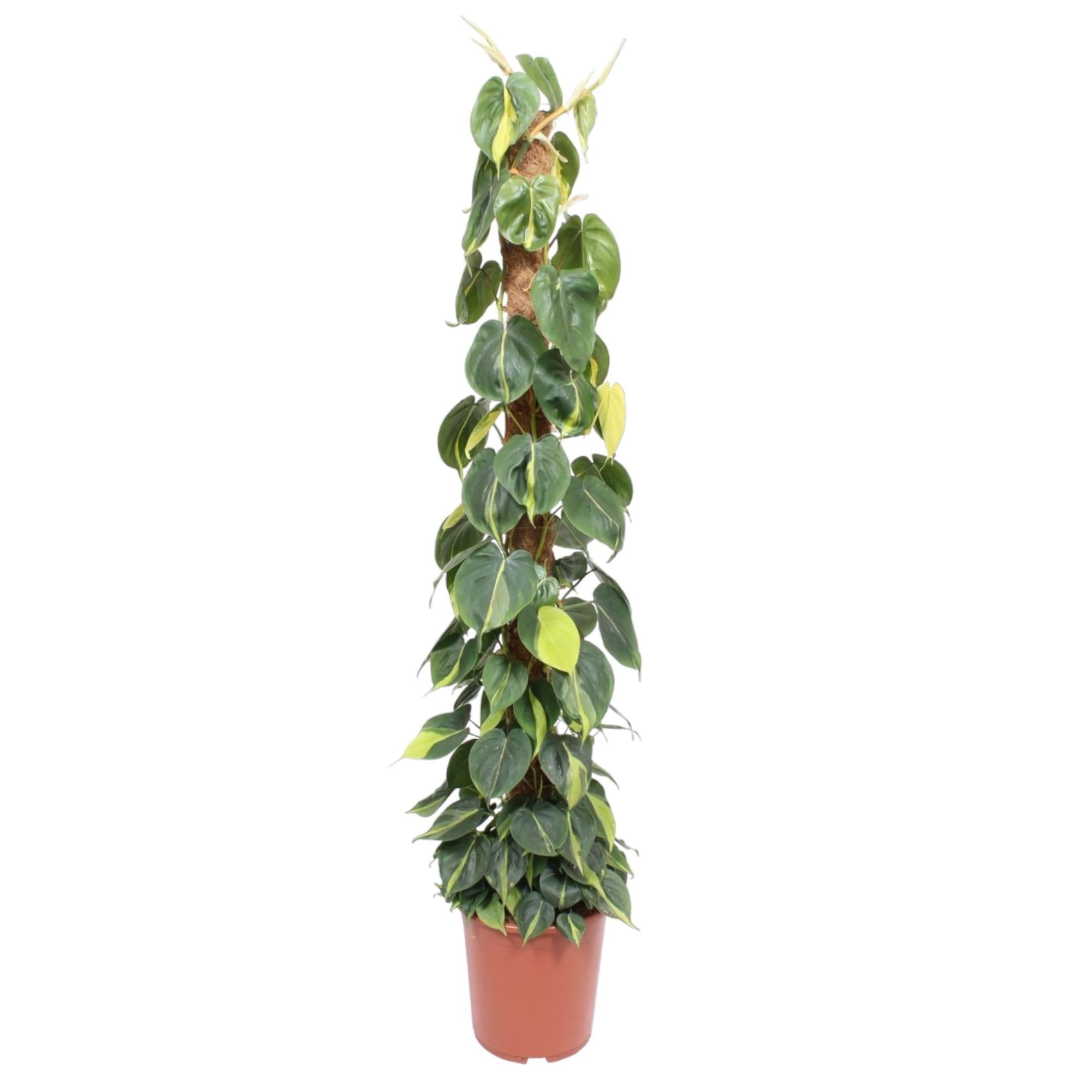 Philodendron Scandens Brasil Inclusief Mosstok Ø 27 H 150 cm
