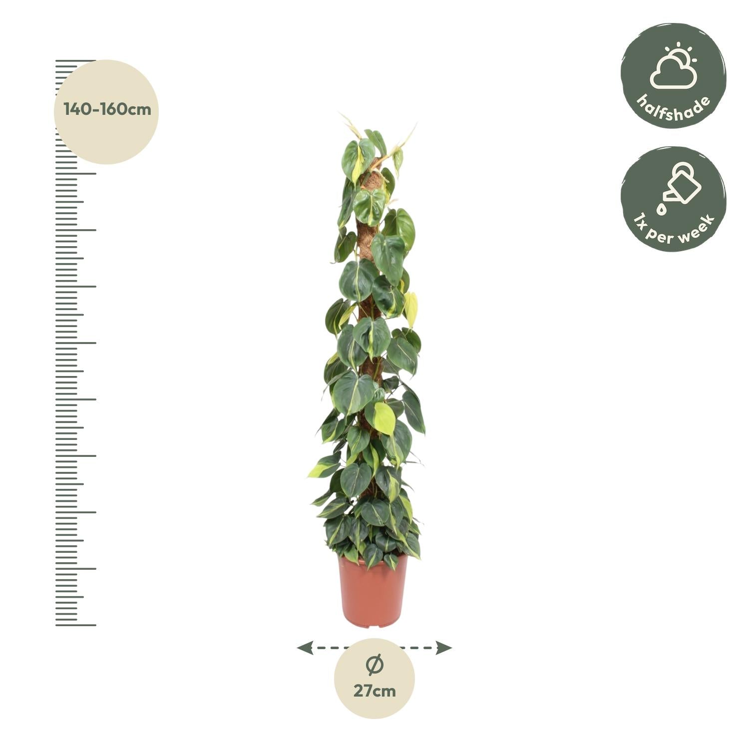 Philodendron Scandens Brasil Inclusief Mosstok Ø 27 H 150 cm 2