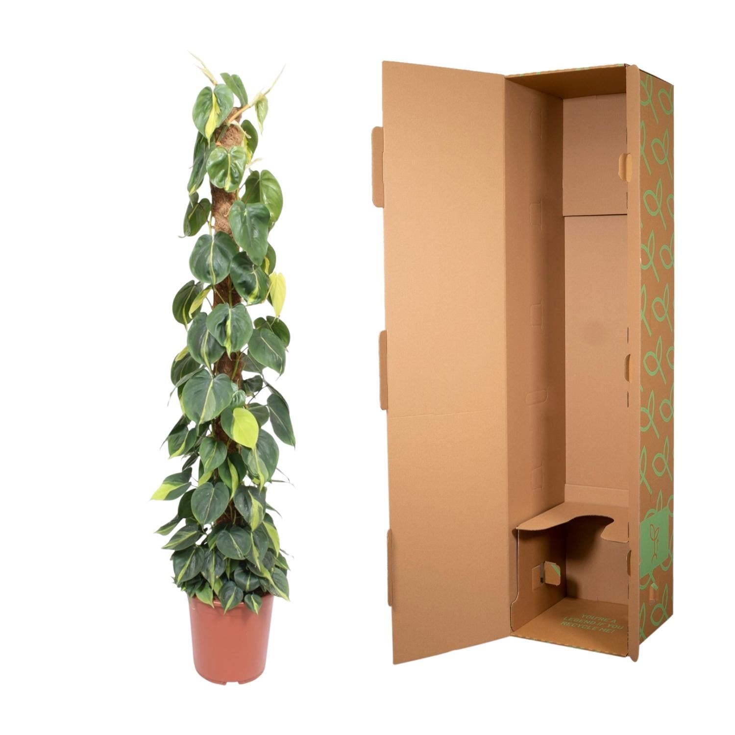 Philodendron Scandens Brasil Inclusief Mosstok Ø 27 H 150 cm 3
