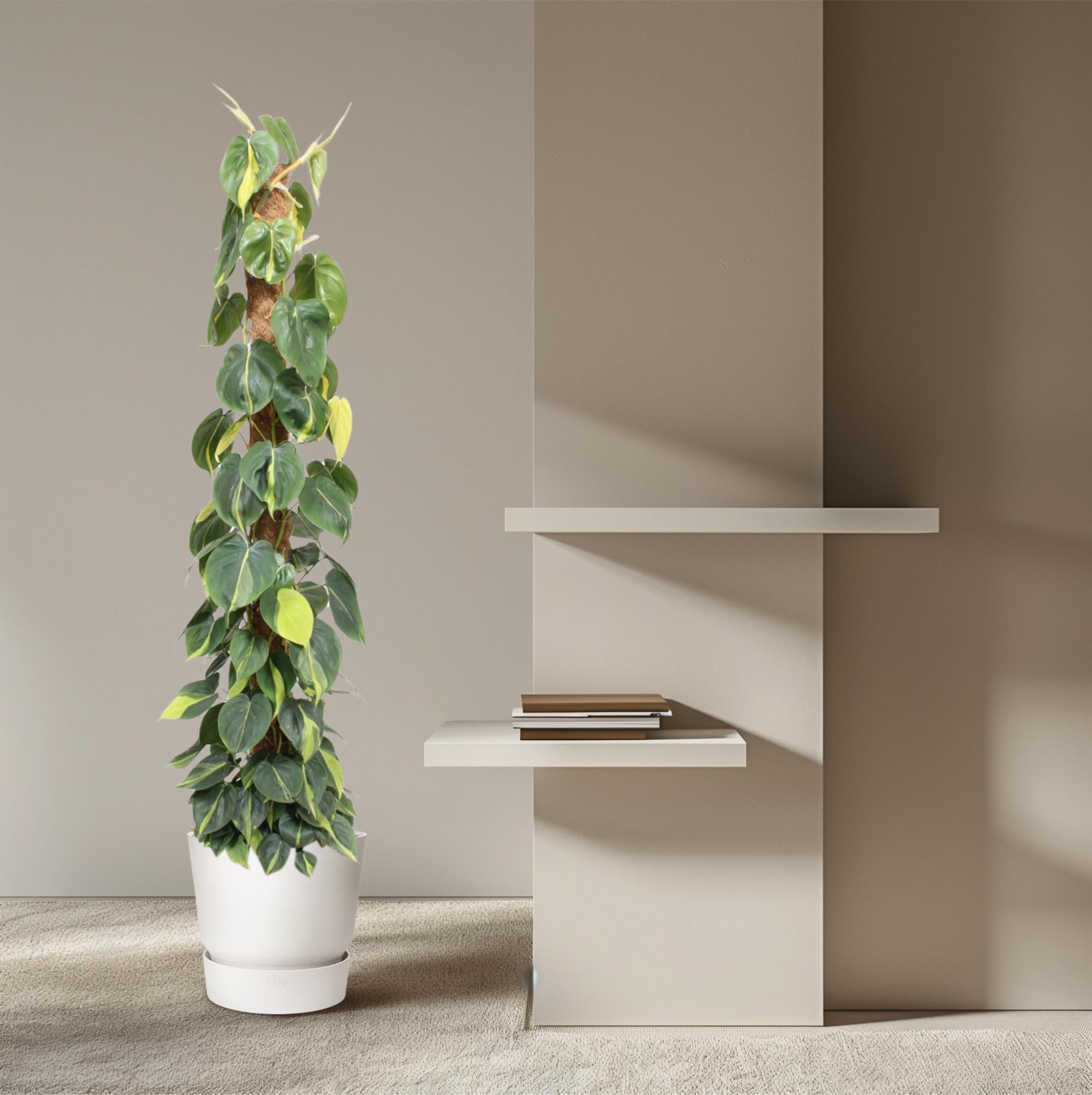 Philodendron Scandens Brasil Inclusief Mosstok Ø 27 H 150 cm 4