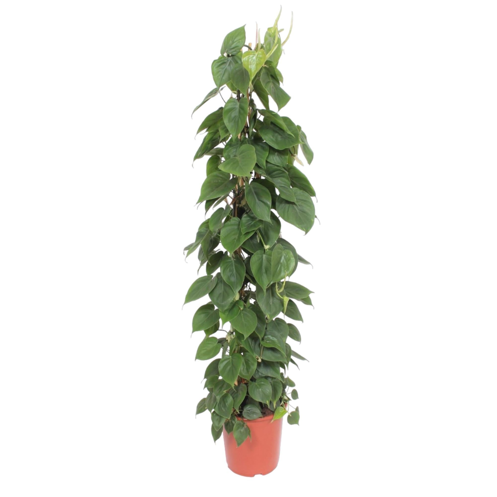 Philodendron Scandens Inclusief Gaasrek Ø 27 H 150 cm