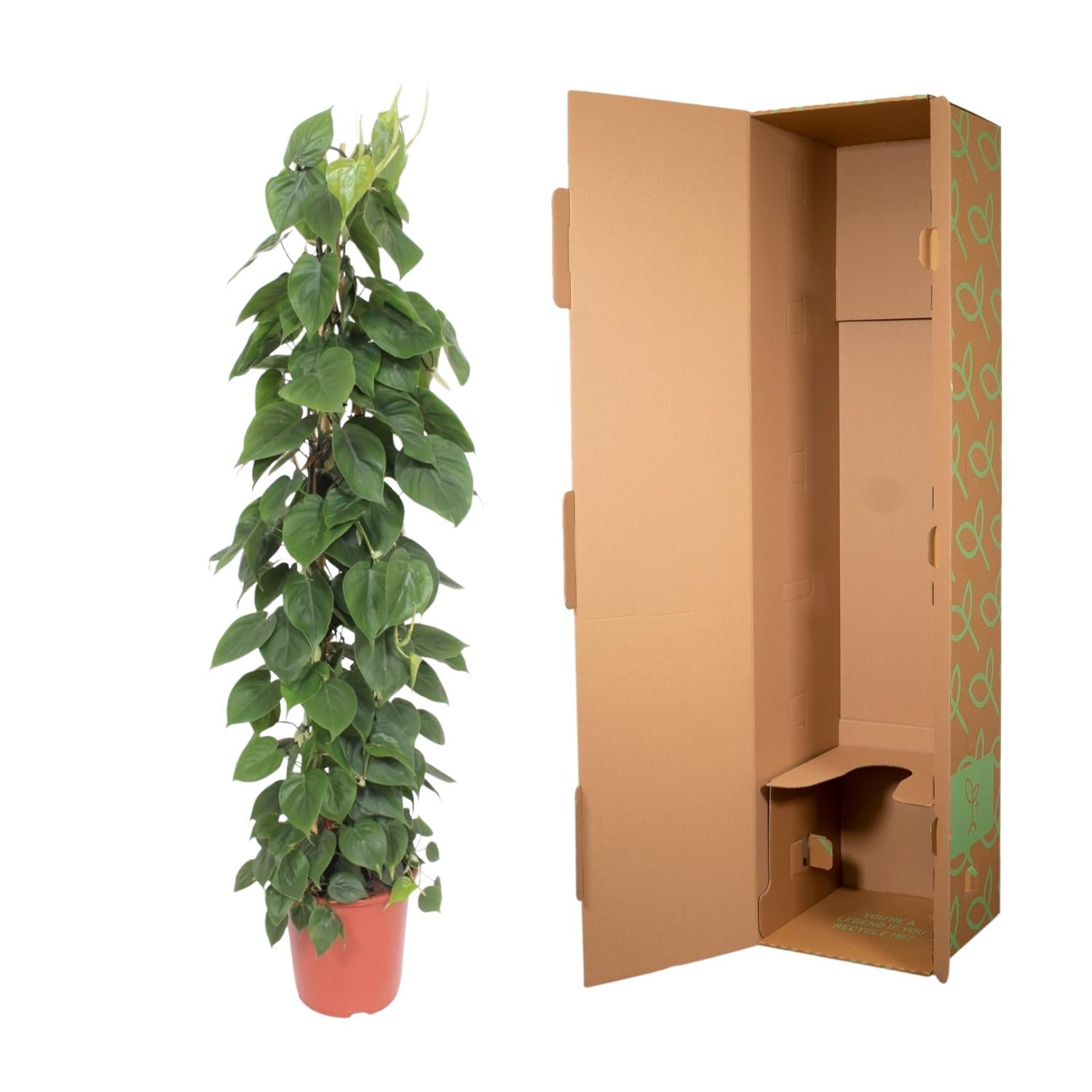 Philodendron Scandens Inclusief Gaasrek Ø 27 H 150 cm 3