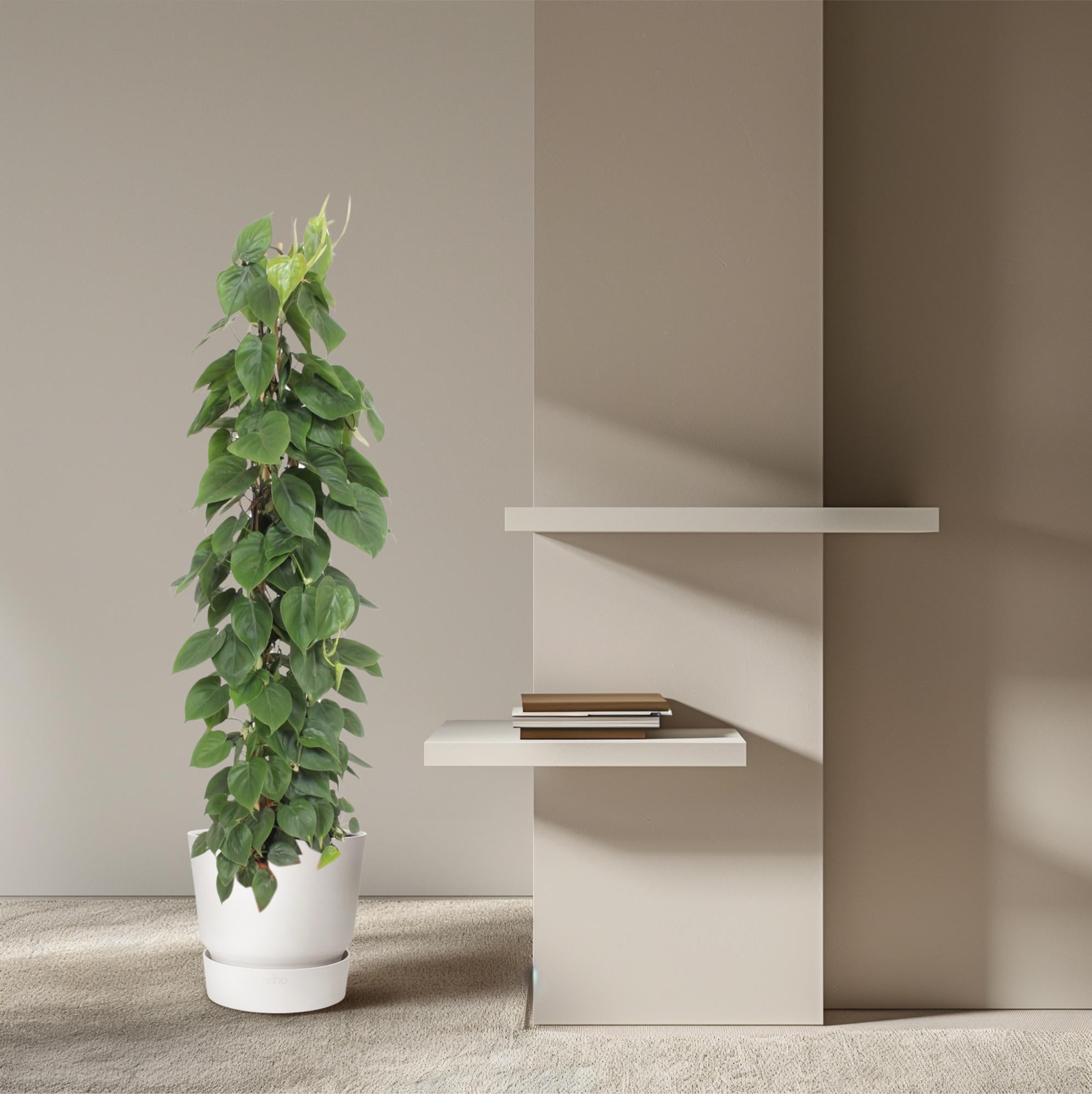 Philodendron Scandens Inclusief Gaasrek Ø 27 H 150 cm 4