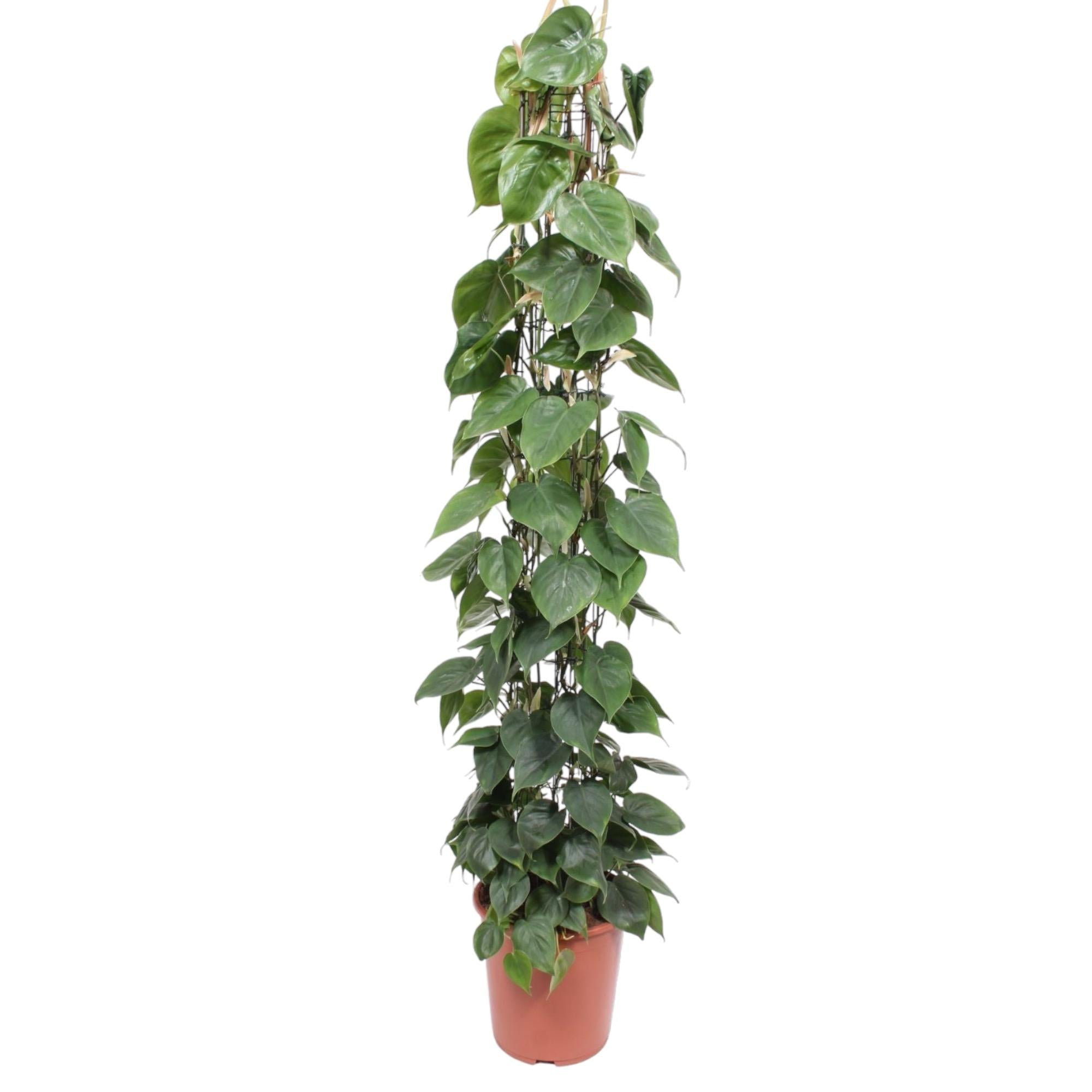 Philodendron Scandens Inclusief Gaasrek Ø 27 H 160 cm