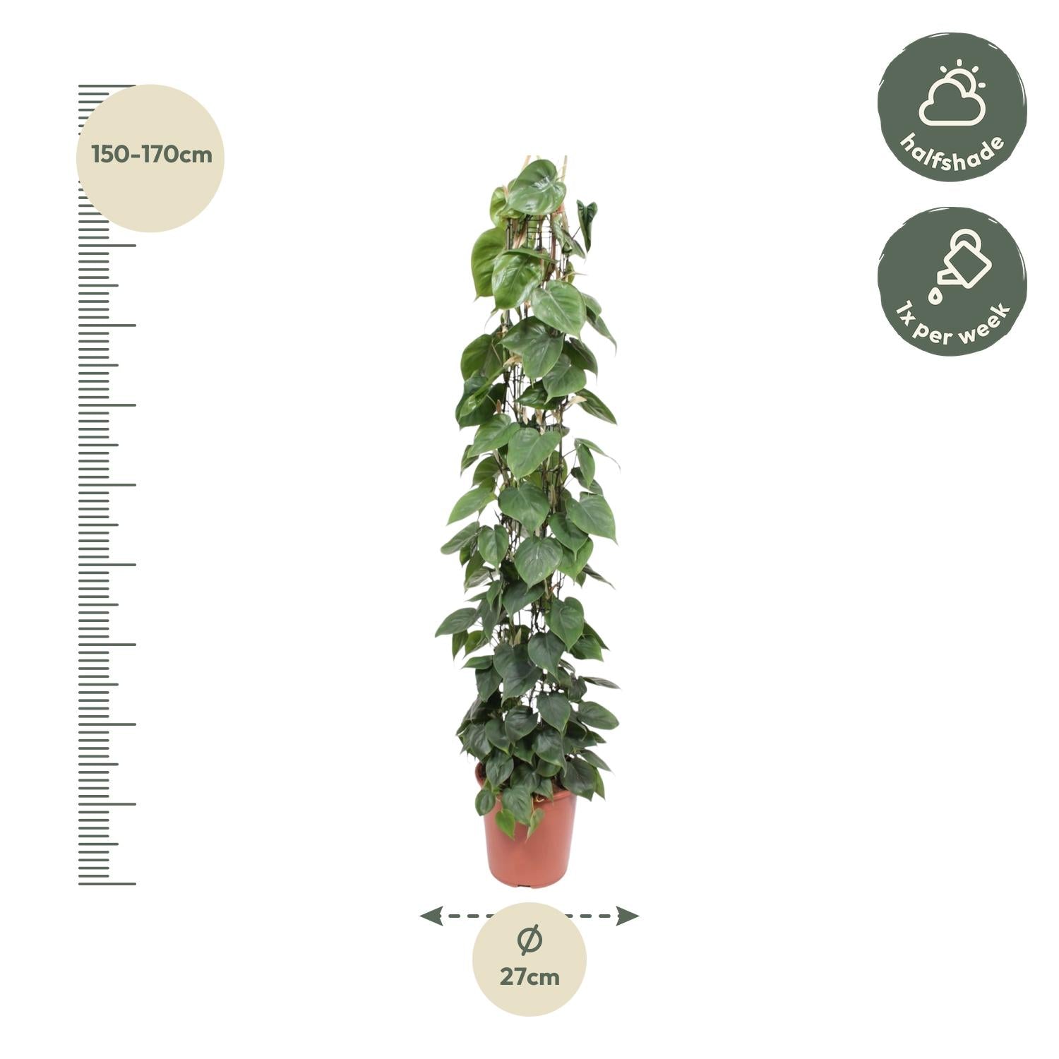 Philodendron Scandens Inclusief Gaasrek Ø 27 H 160 cm 2