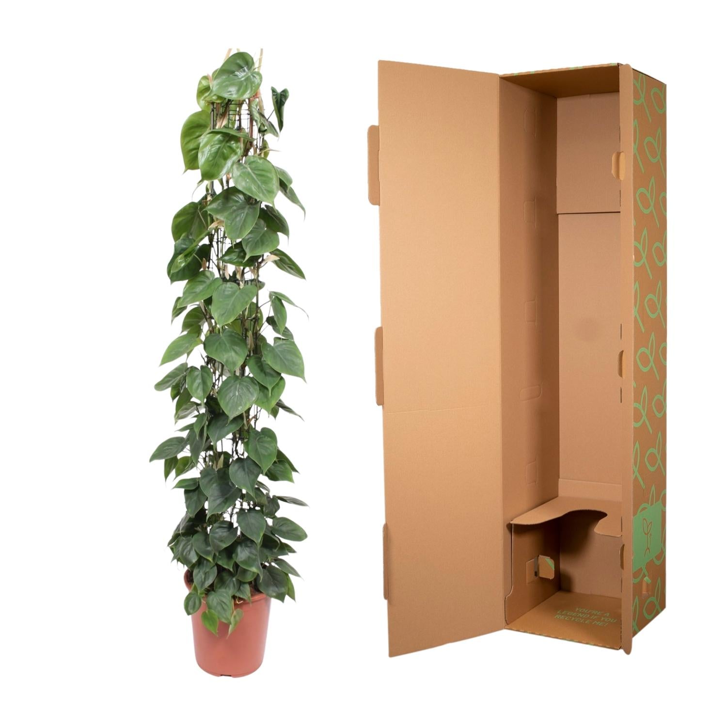 Philodendron Scandens Inclusief Gaasrek Ø 27 H 160 cm 3