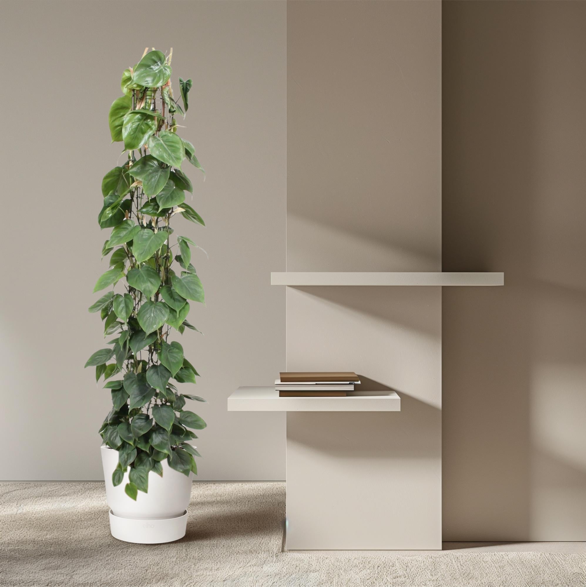 Philodendron Scandens Inclusief Gaasrek Ø 27 H 160 cm 4