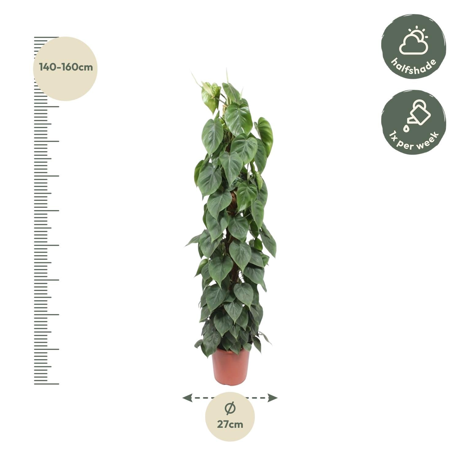 Philodendron Scandens Inclusief Mosstok Ø 27 H 150 cm 2