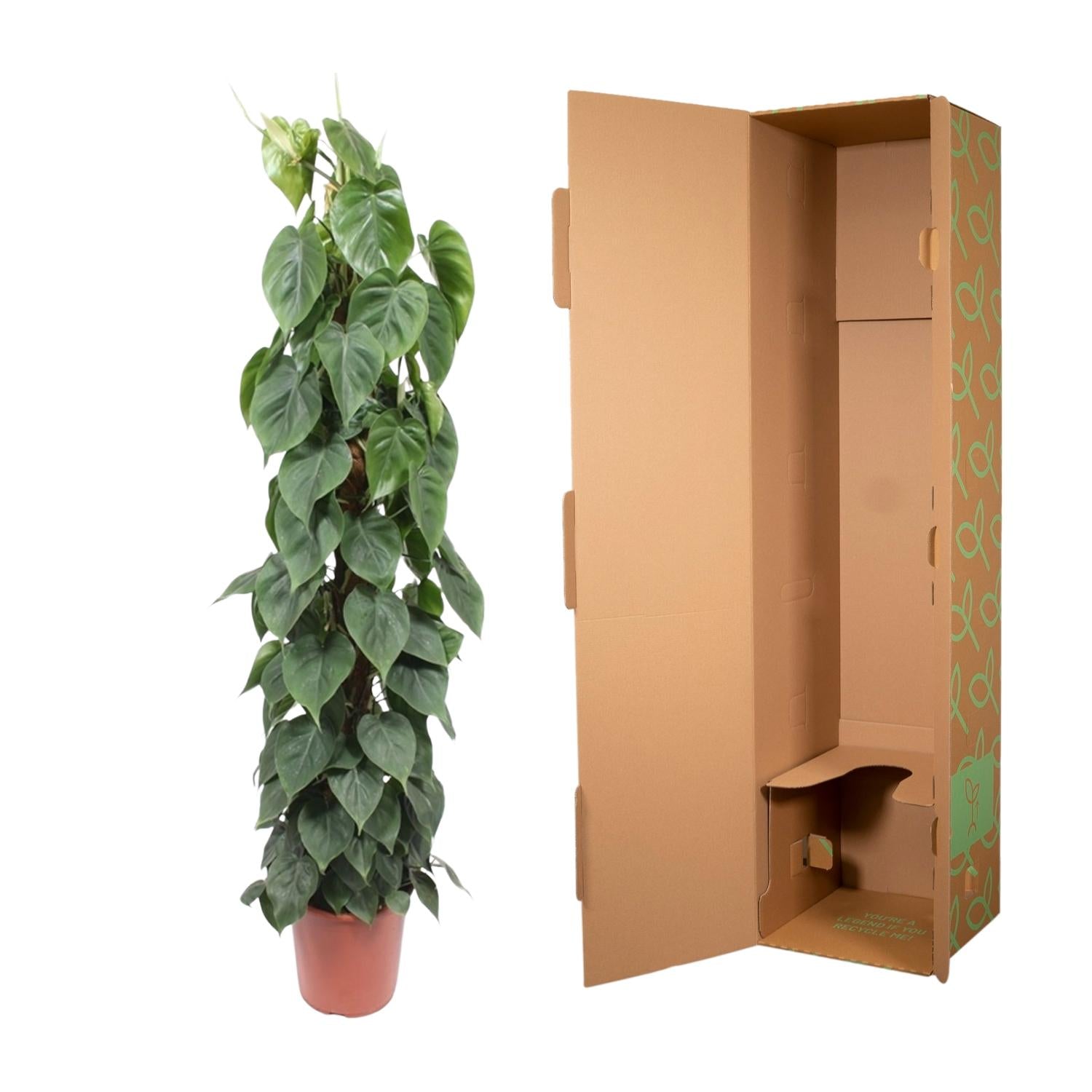Philodendron Scandens Inclusief Mosstok Ø 27 H 150 cm 3