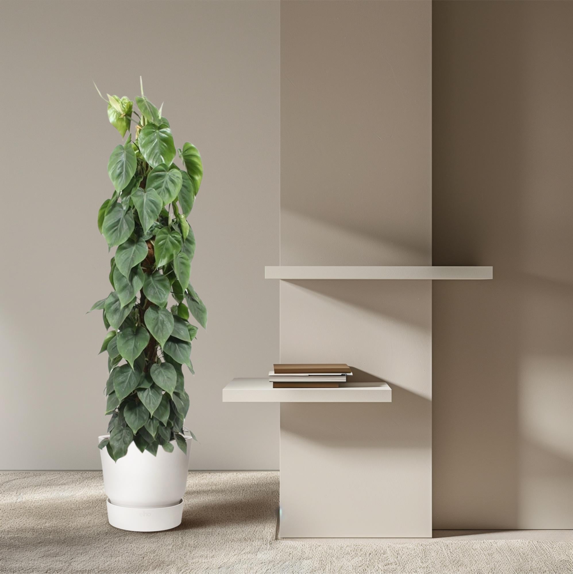 Philodendron Scandens Inclusief Mosstok Ø 27 H 150 cm 4