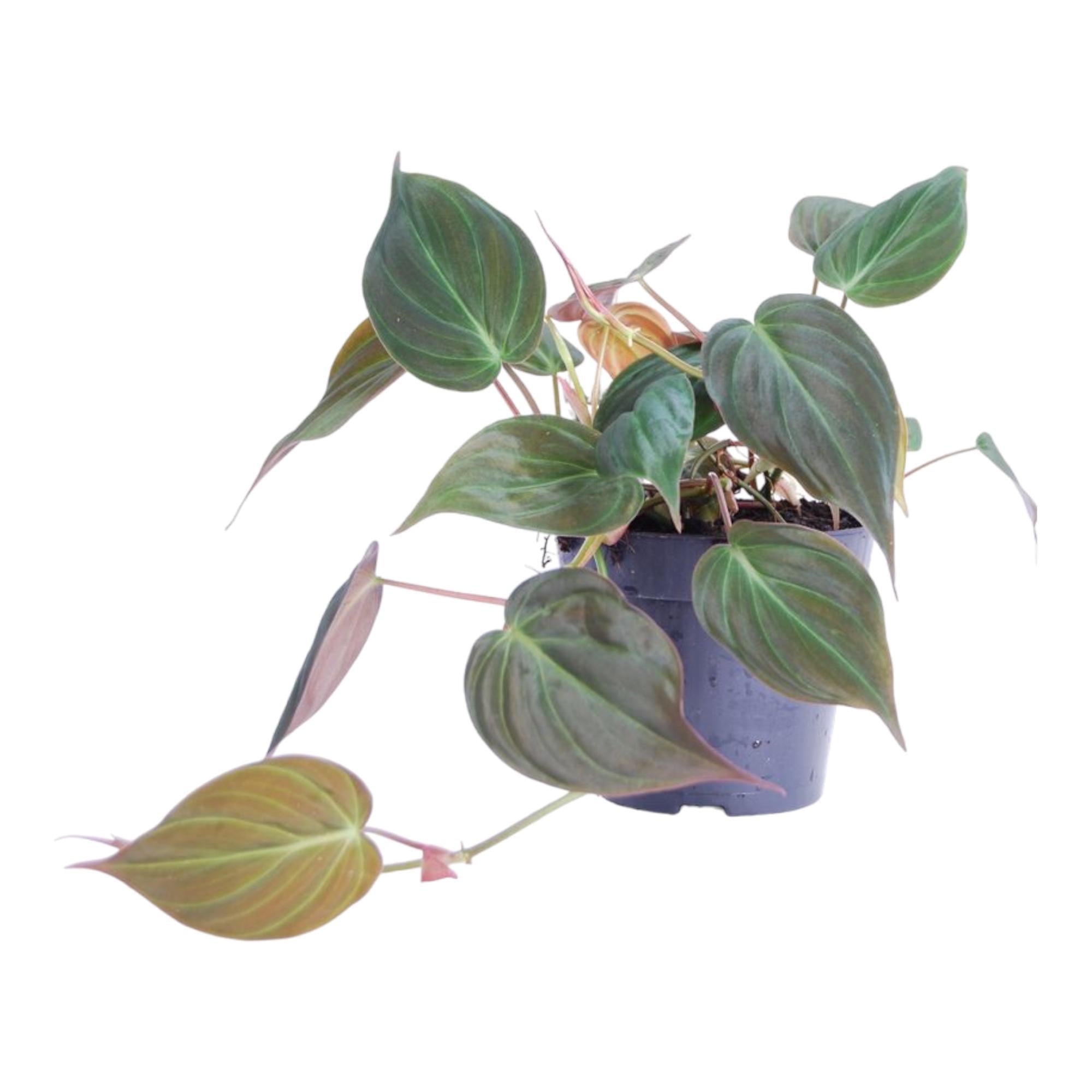 Philodendron Scandens Micans Ø 12 H 25 cm