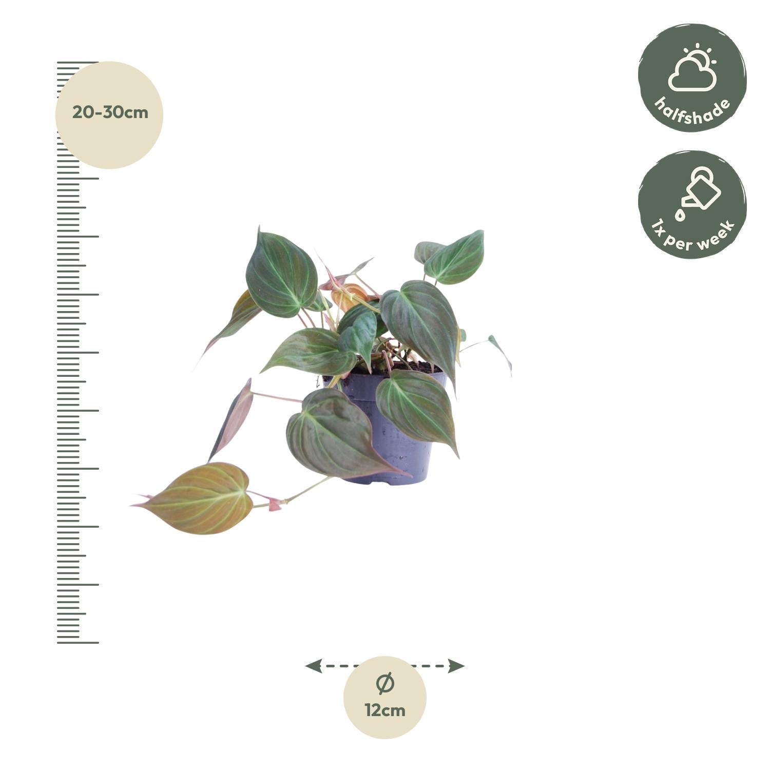 Philodendron Scandens Micans Ø 12 H 25 cm 2