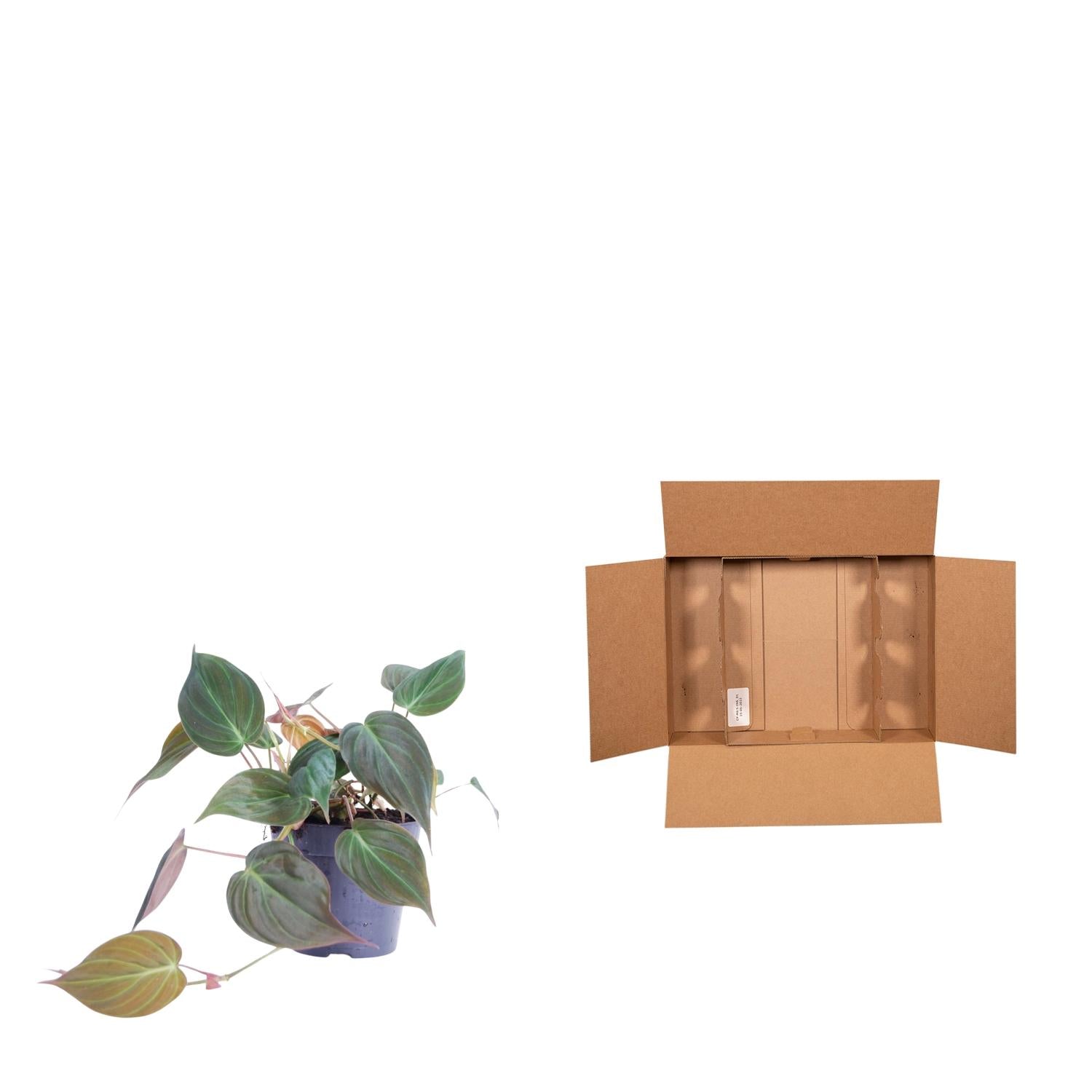 Philodendron Scandens Micans Ø 12 H 25 cm 3