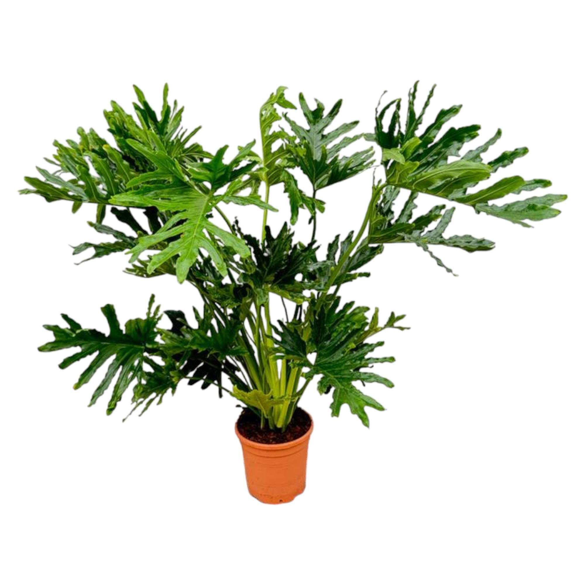 Philodendron Selloum Ø 24 H 100 cm