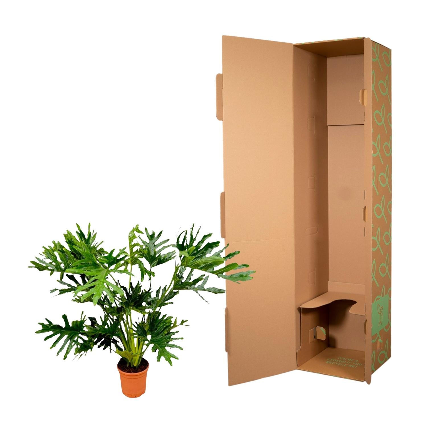 Philodendron Selloum Ø 24 H 100 cm 2