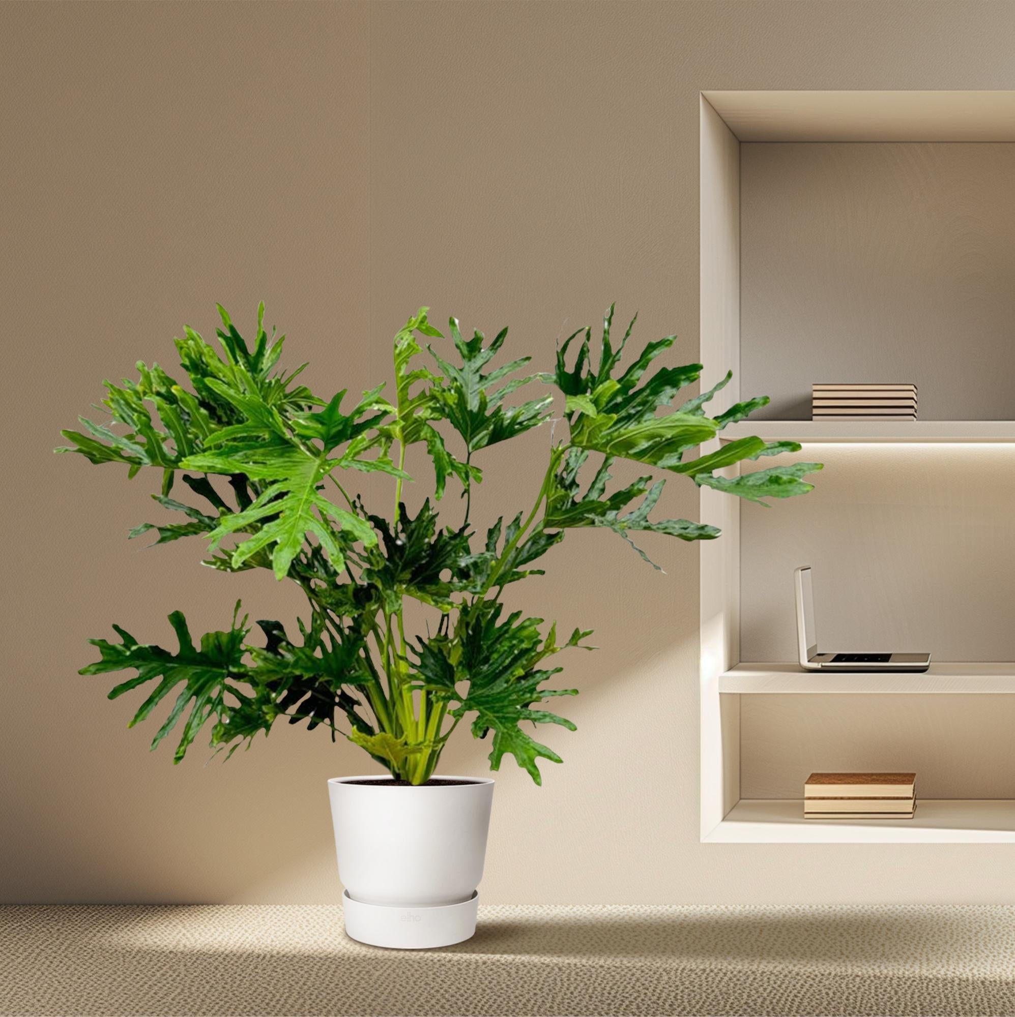 Philodendron Selloum Ø 24 H 100 cm 3