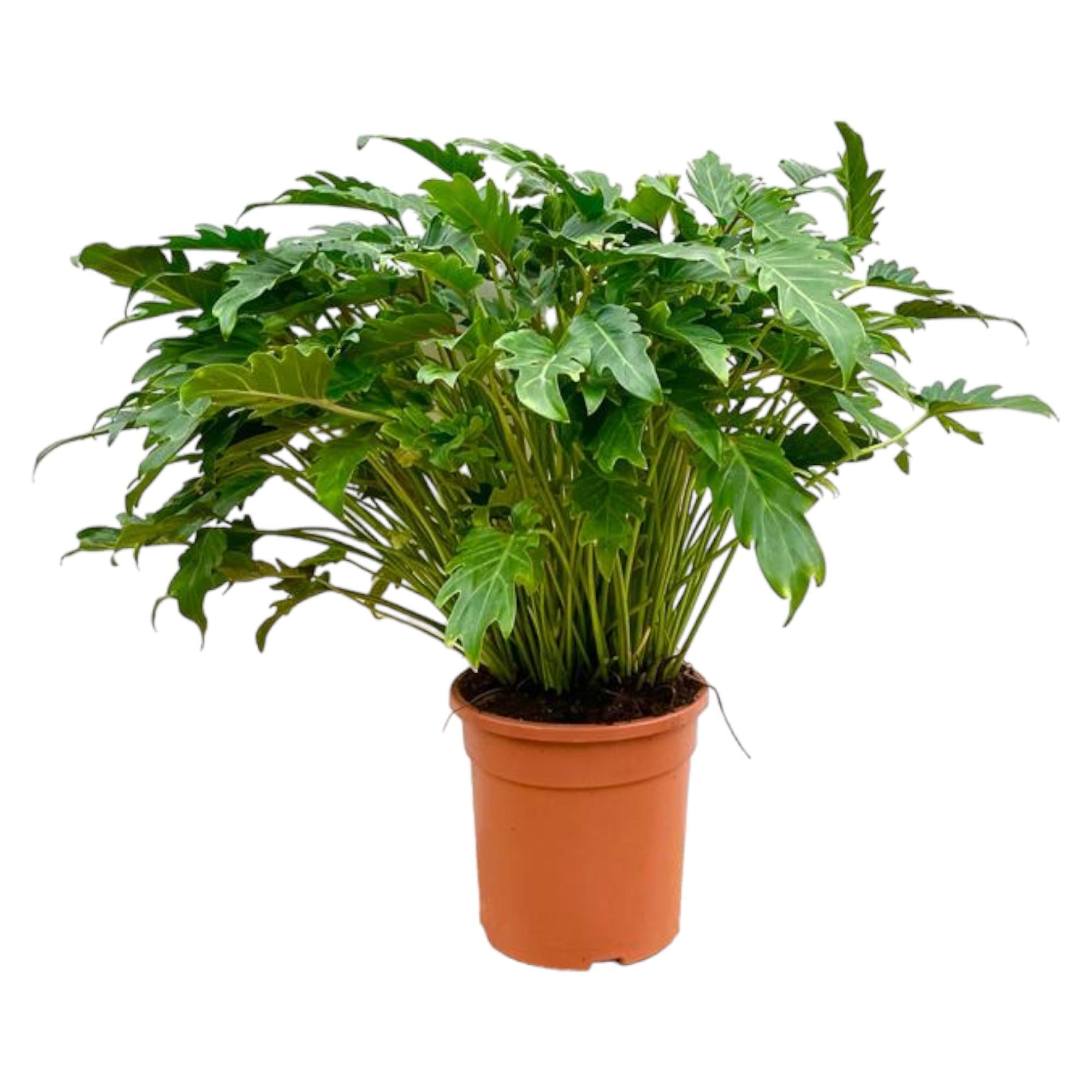 Philodendron Xanadu Ø 27 H 80 cm