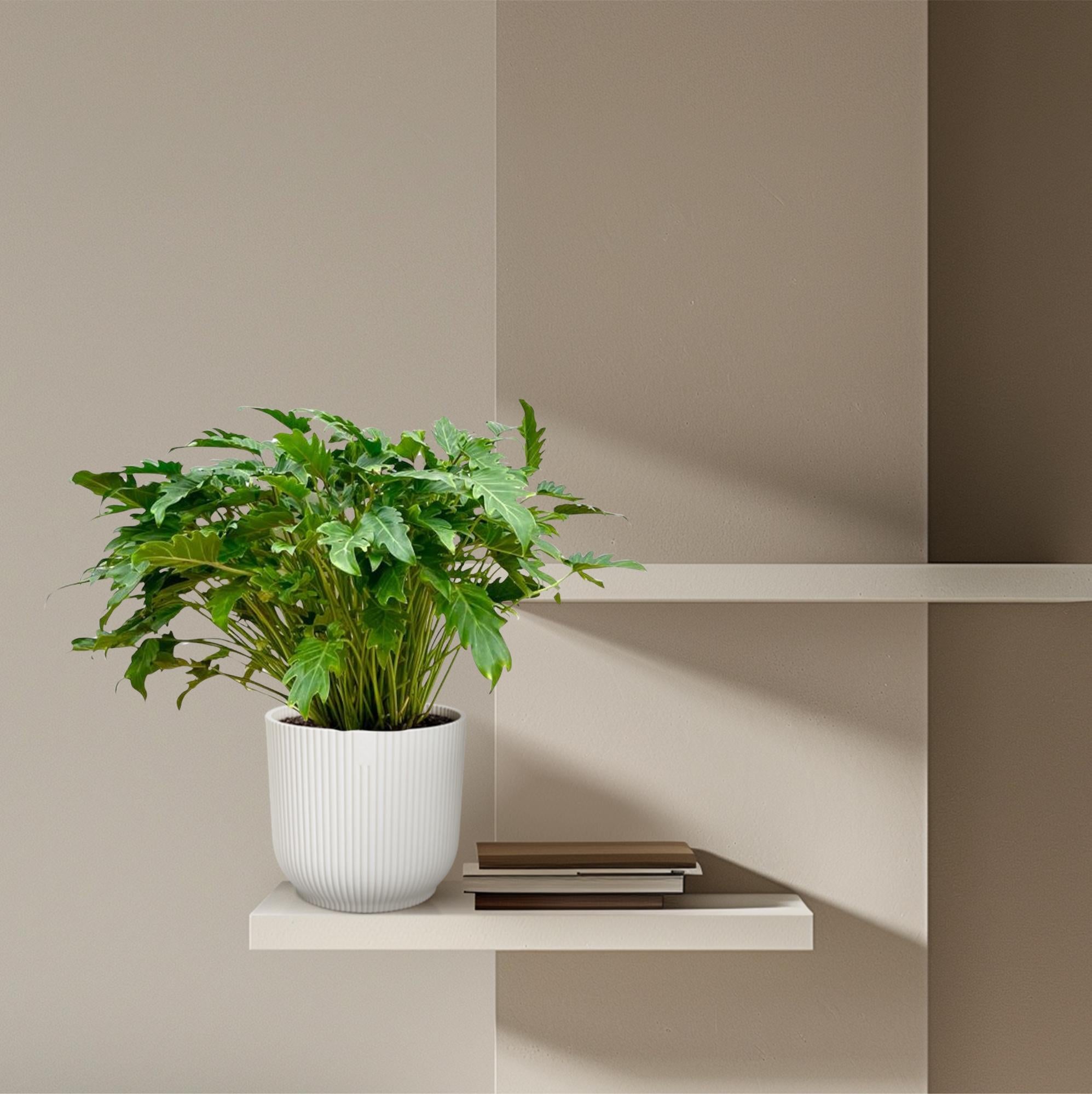 Philodendron Xanadu Ø 27 H 80 cm 4