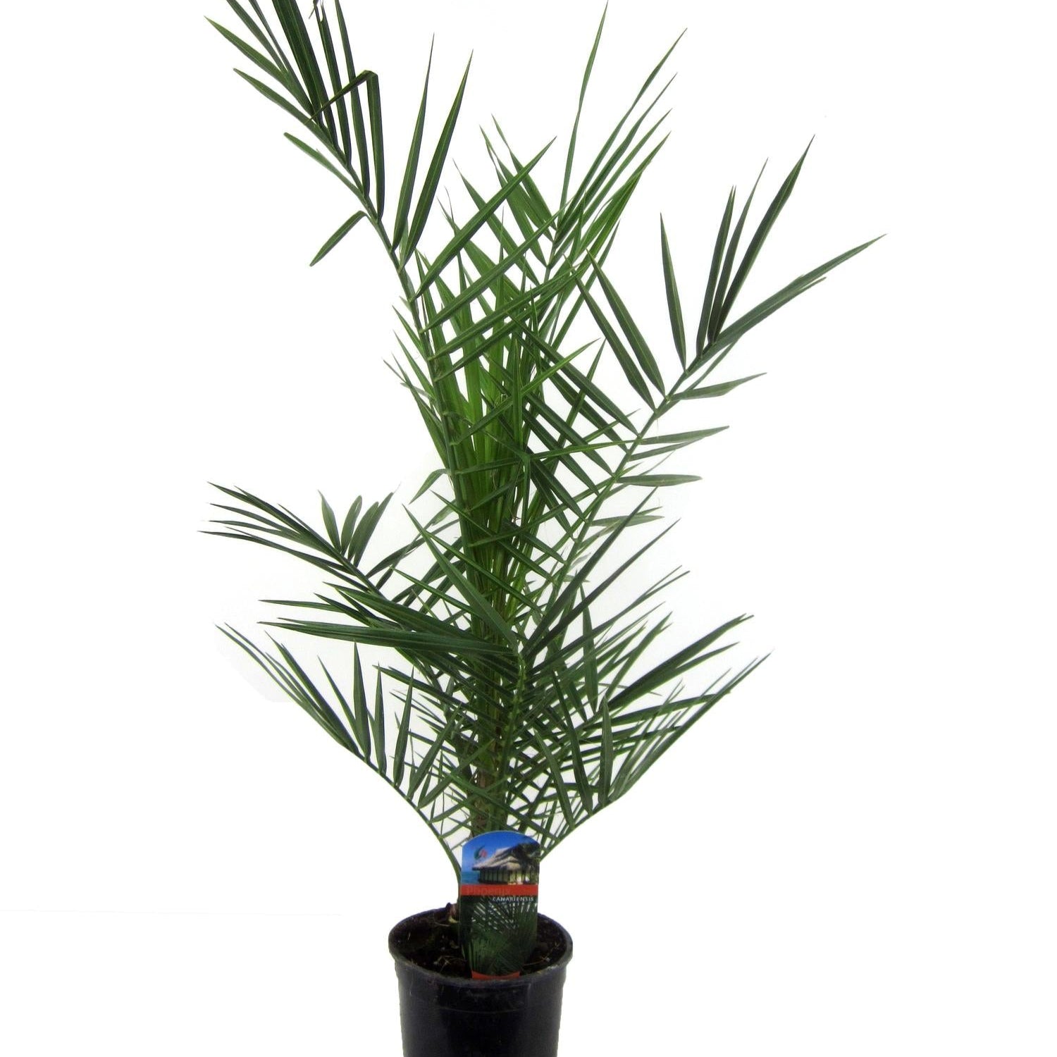 Phoenix Canariensis Ø 14 H 80 cm