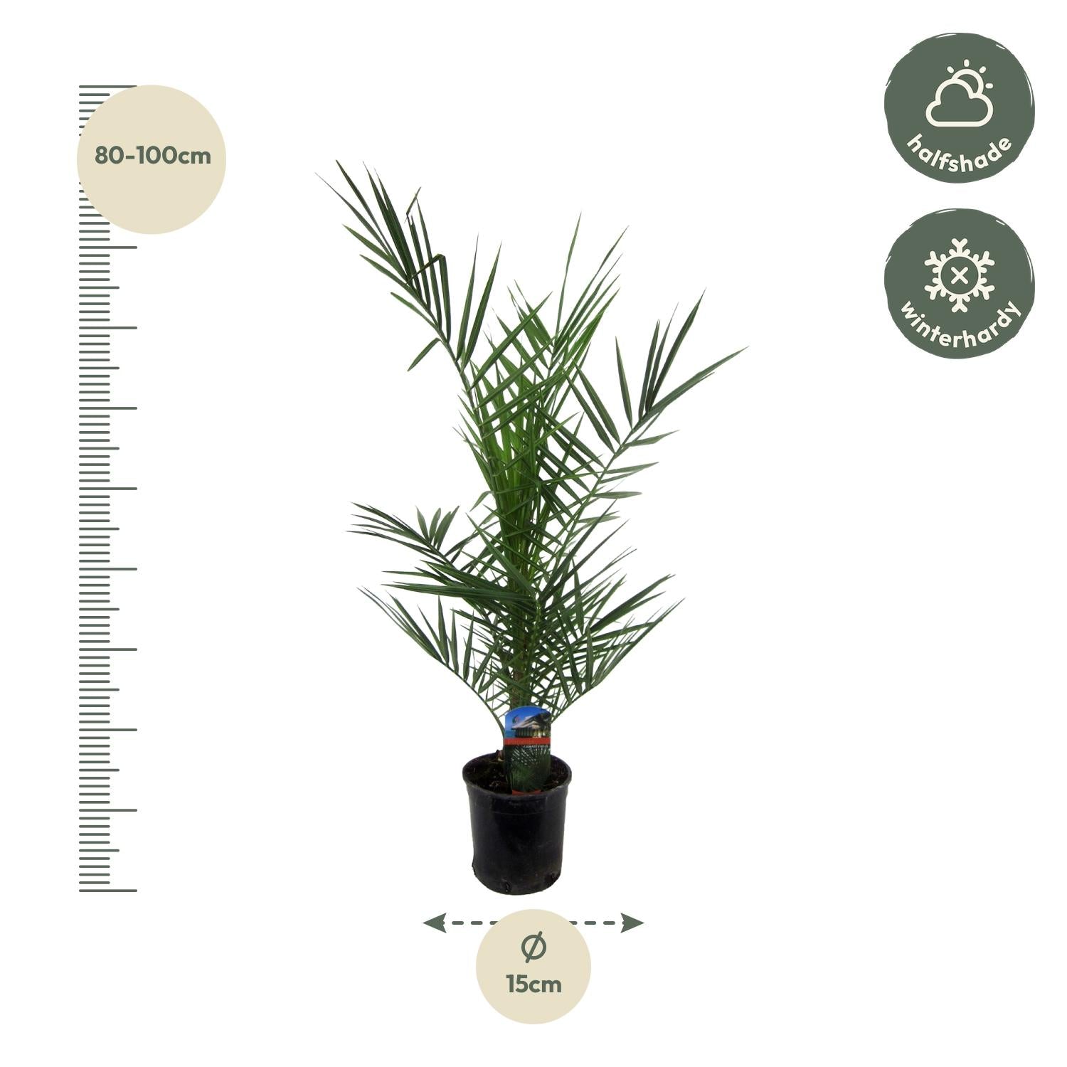 Phoenix Canariensis Ø 14 H 80 cm 2