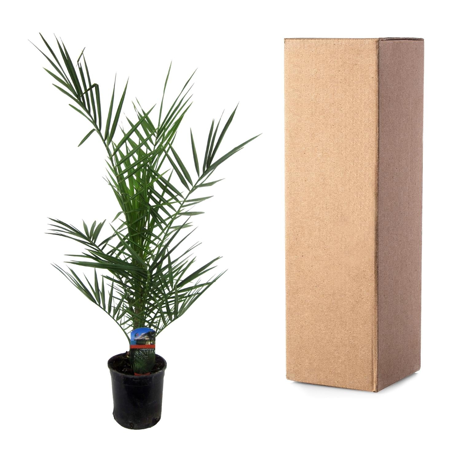 Phoenix Canariensis Ø 14 H 80 cm 3