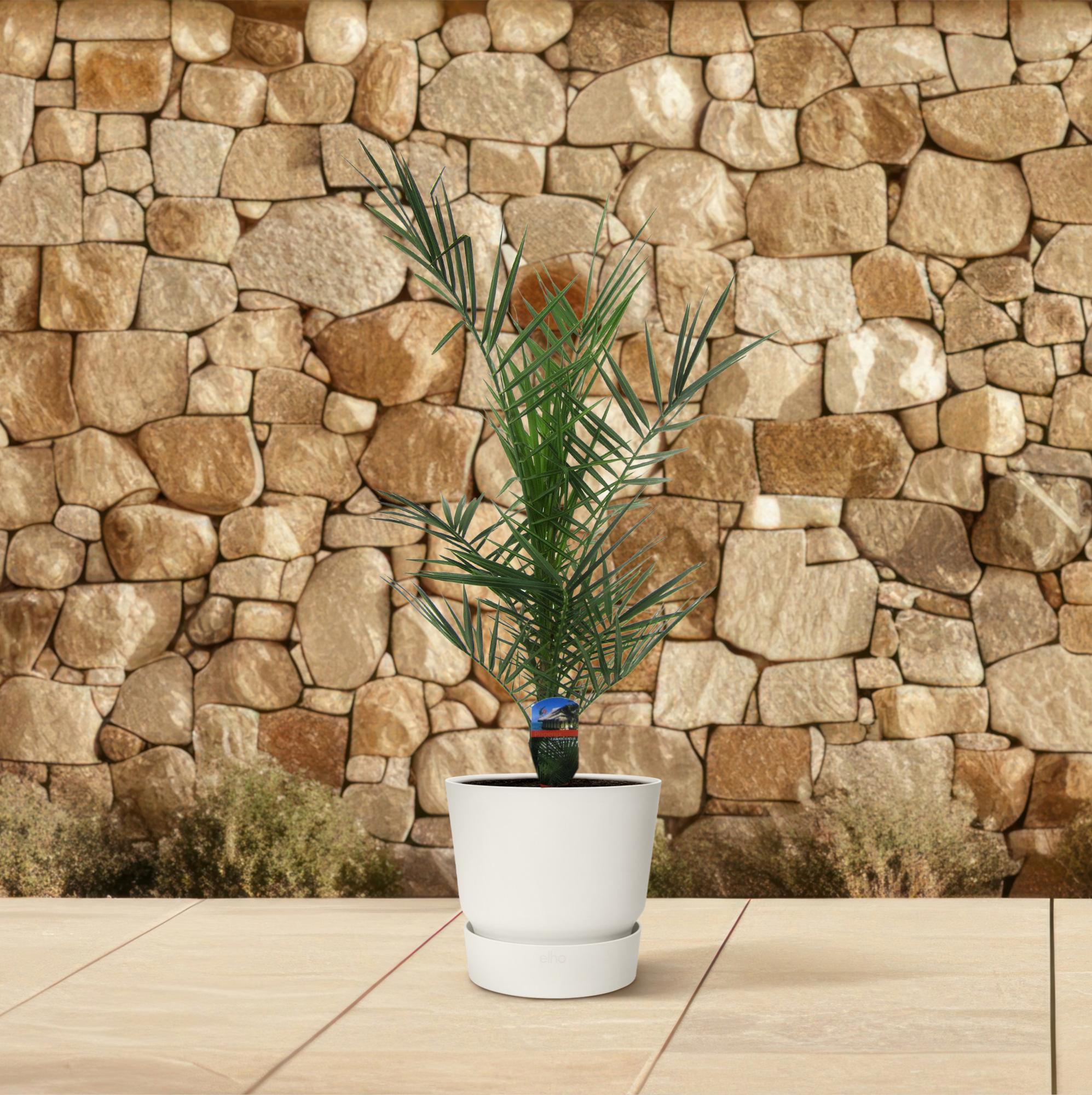 Phoenix Canariensis Ø 14 H 80 cm 4