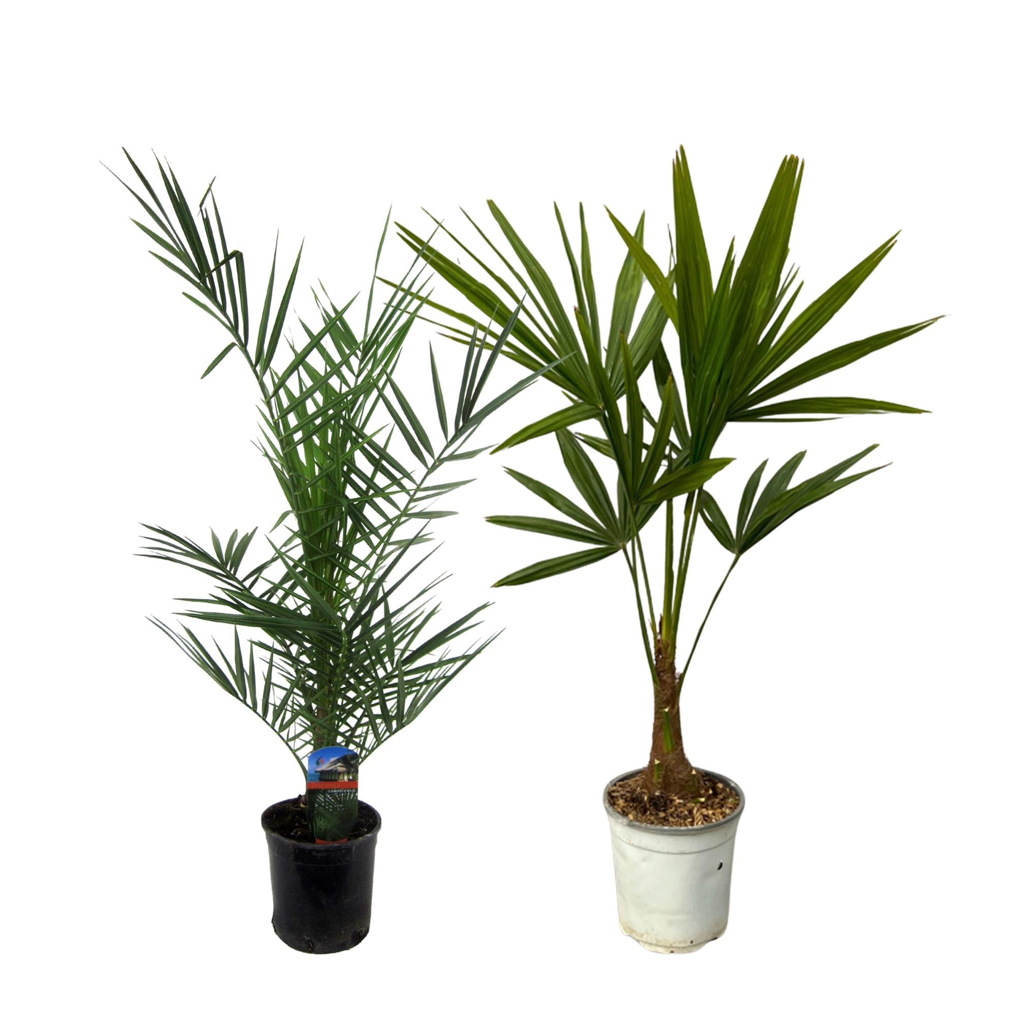 Phoenix Canariensis Ø 15 H 80 cm en Trachycarpus Fortunei Ø 18 H 100 cm