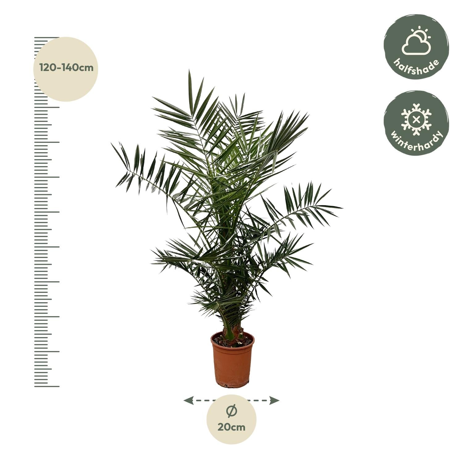 Phoenix Canariensis Ø 21 H 140 cm 2